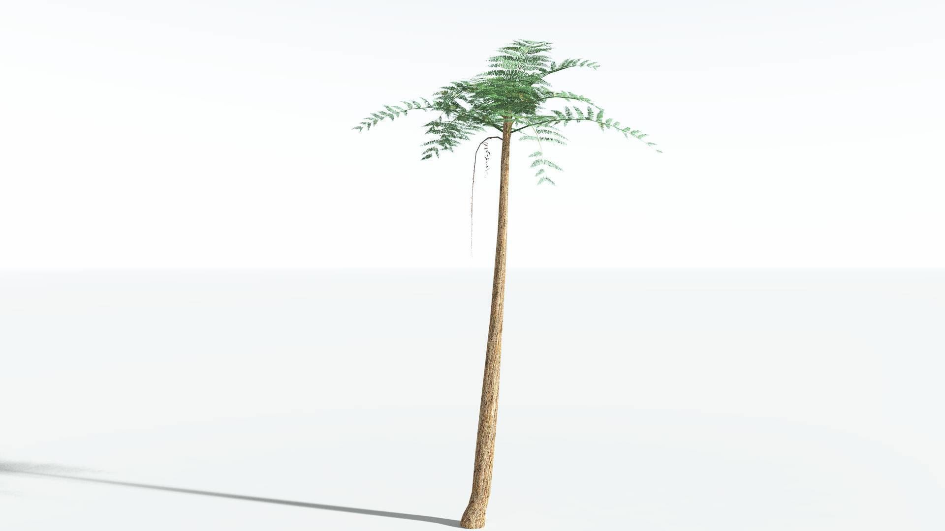 EVERYPlant Psaronius Tree Fern LowPoly 3 --12 Models-- Low-poly 3D model_2
