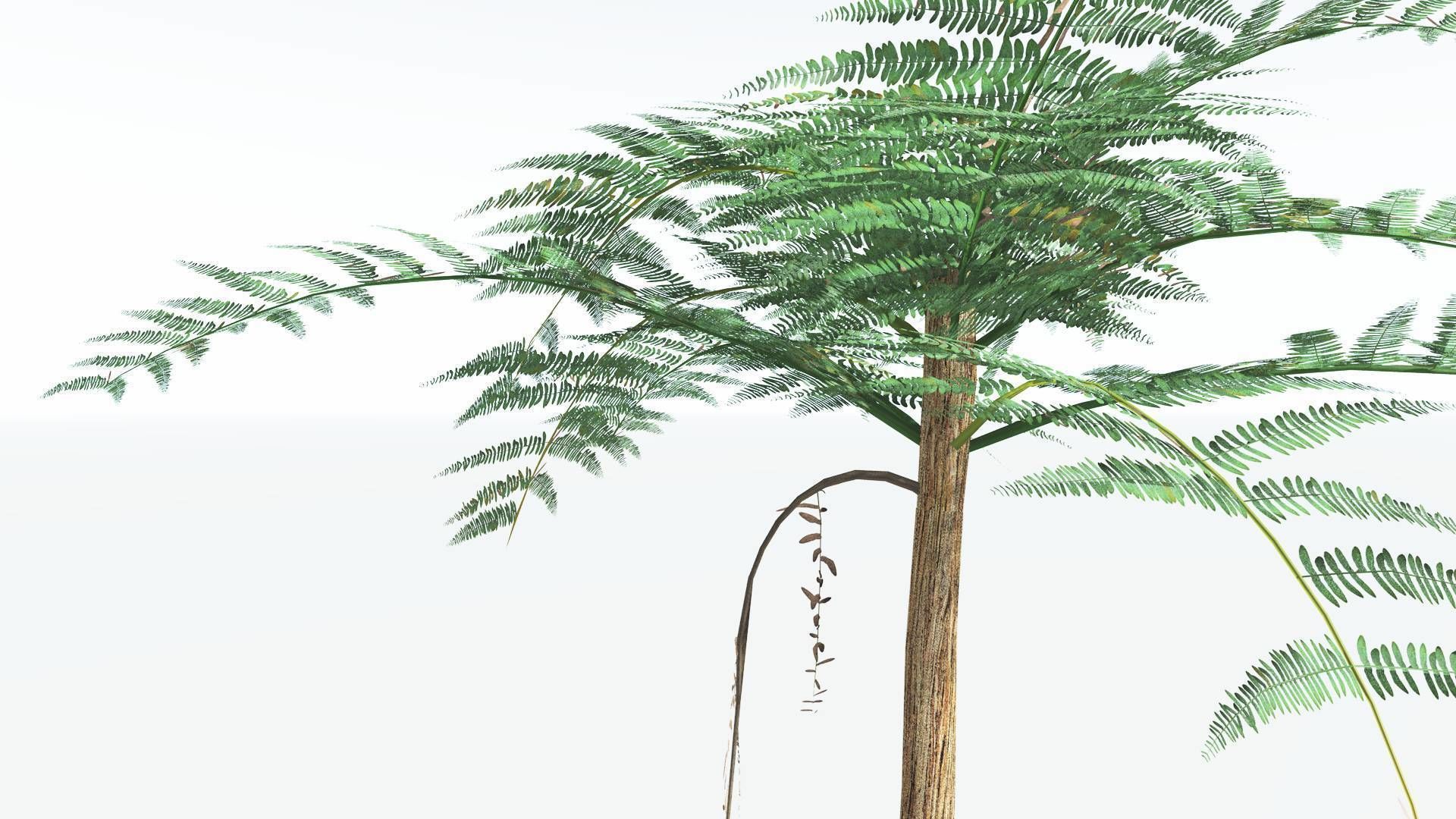 EVERYPlant Psaronius Tree Fern LowPoly 3 --12 Models-- Low-poly 3D model_25