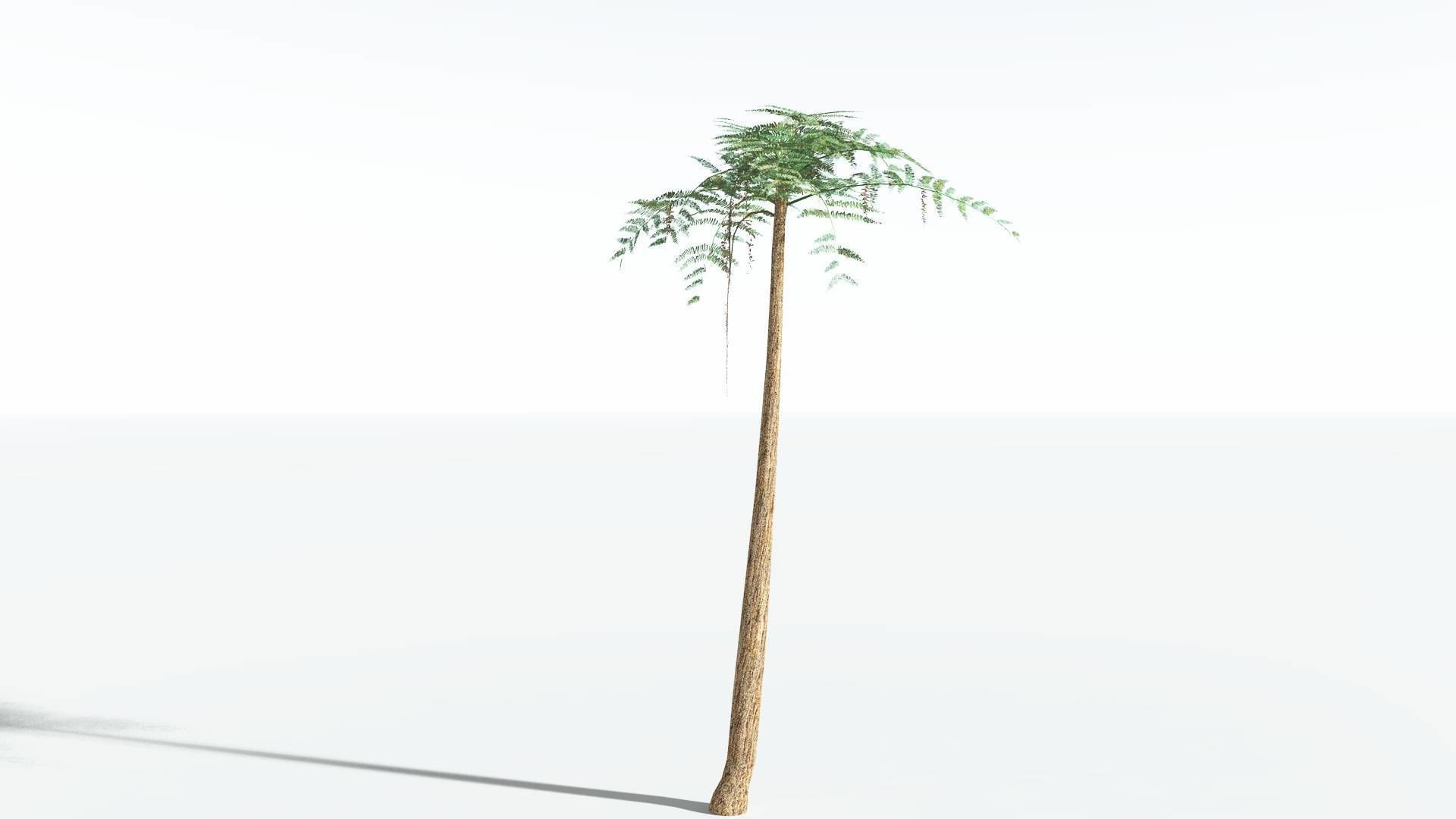 EVERYPlant Psaronius Tree Fern LowPoly 3 --12 Models-- Low-poly 3D model_6