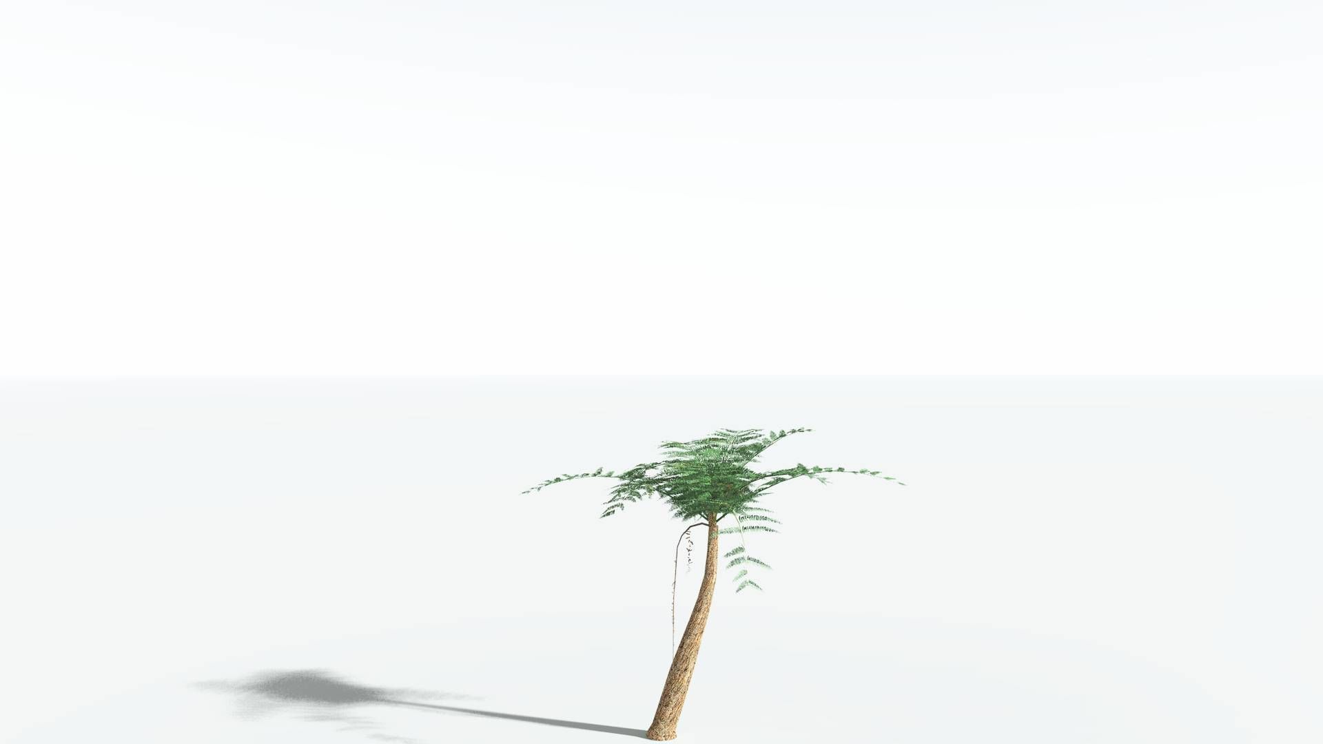 EVERYPlant Psaronius Tree Fern LowPoly 3 --12 Models-- Low-poly 3D model_16