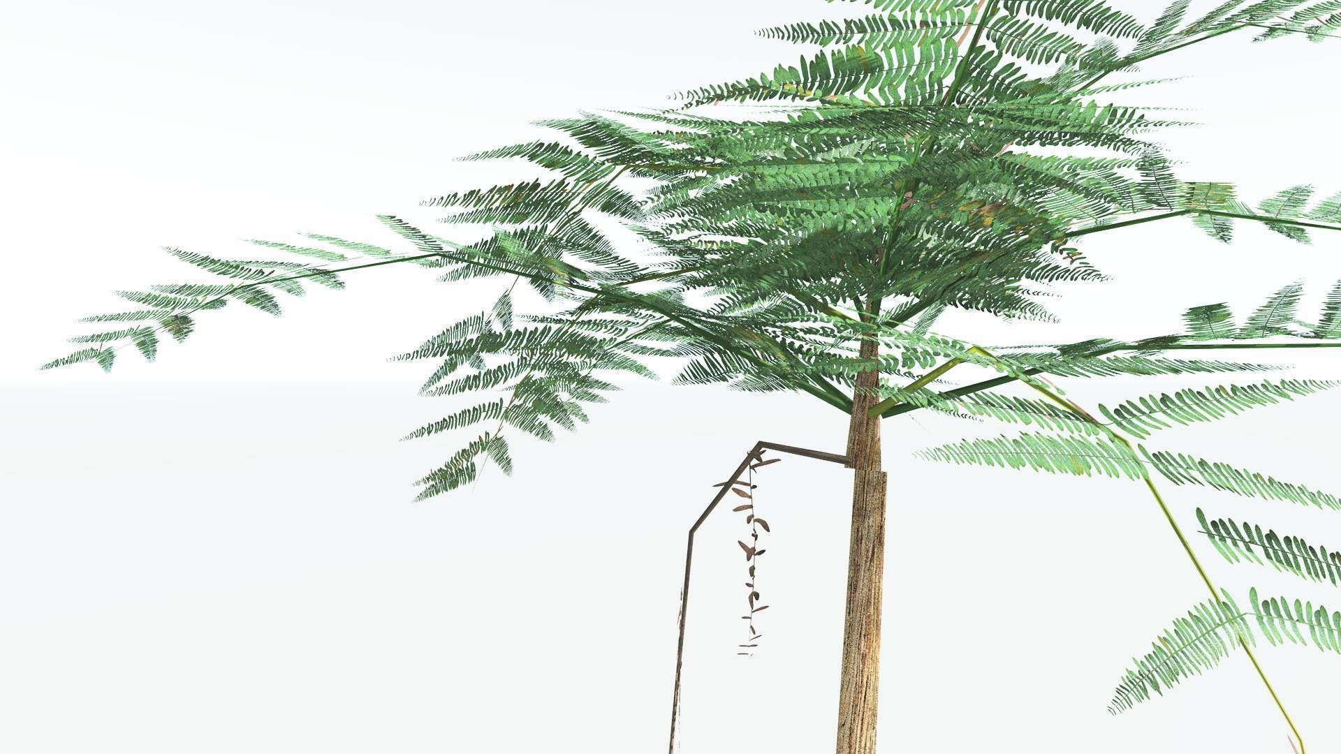 EVERYPlant Psaronius Tree Fern LowPoly 3 --12 Models-- Low-poly 3D model_23