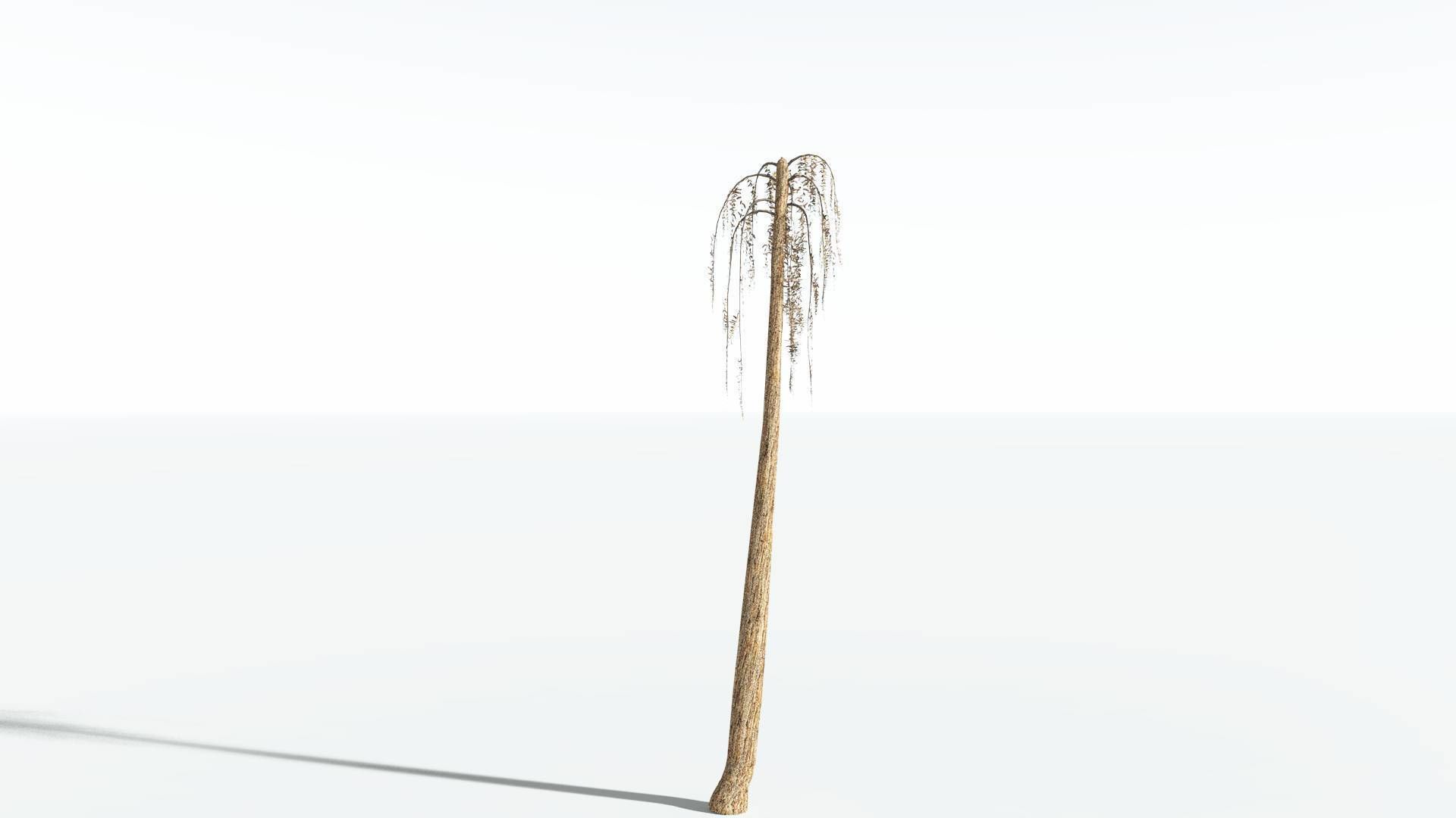 EVERYPlant Psaronius Tree Fern LowPoly 3 --12 Models-- Low-poly 3D model_10