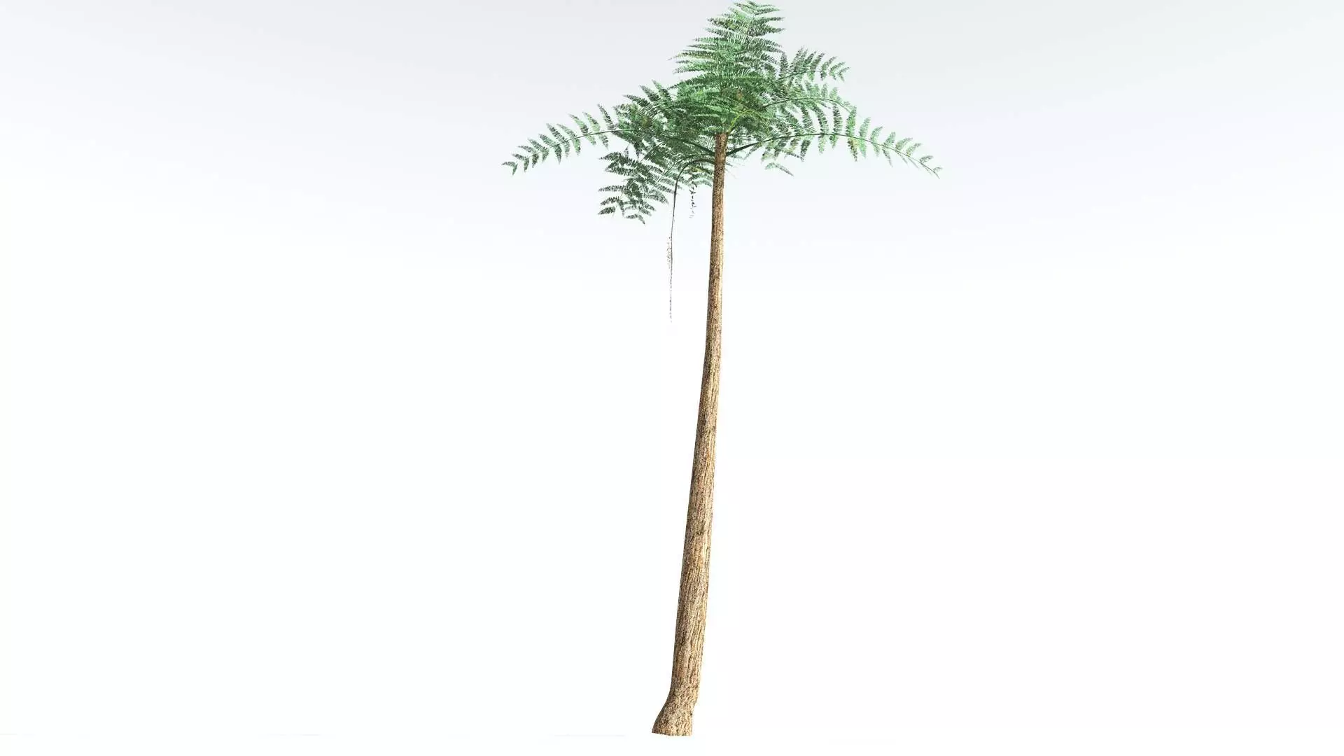 EVERYPlant Psaronius Tree Fern LowPoly 3 --12 Models-- Low-poly 3D model_0