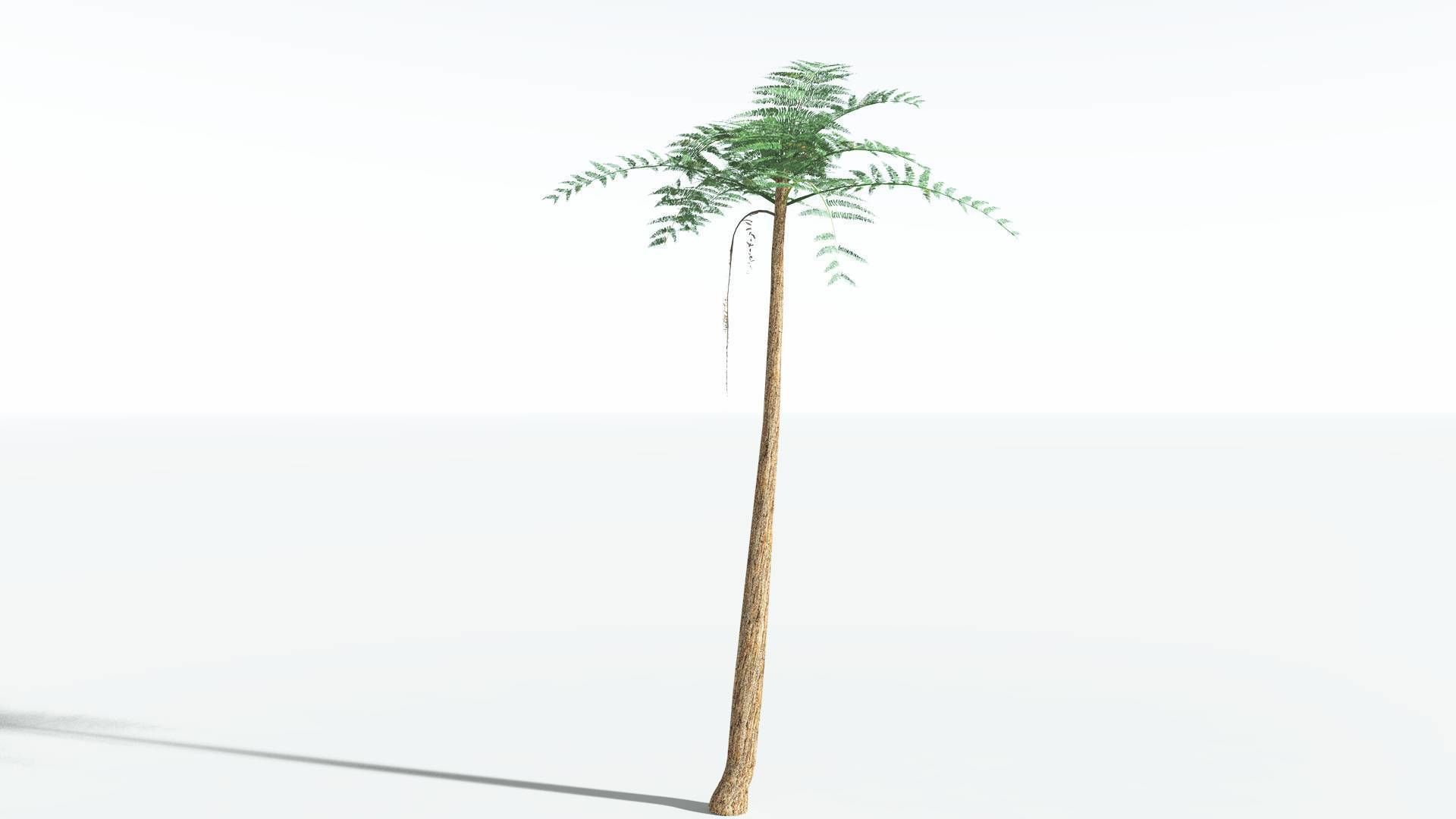 EVERYPlant Psaronius Tree Fern LowPoly 3 --12 Models-- Low-poly 3D model_24
