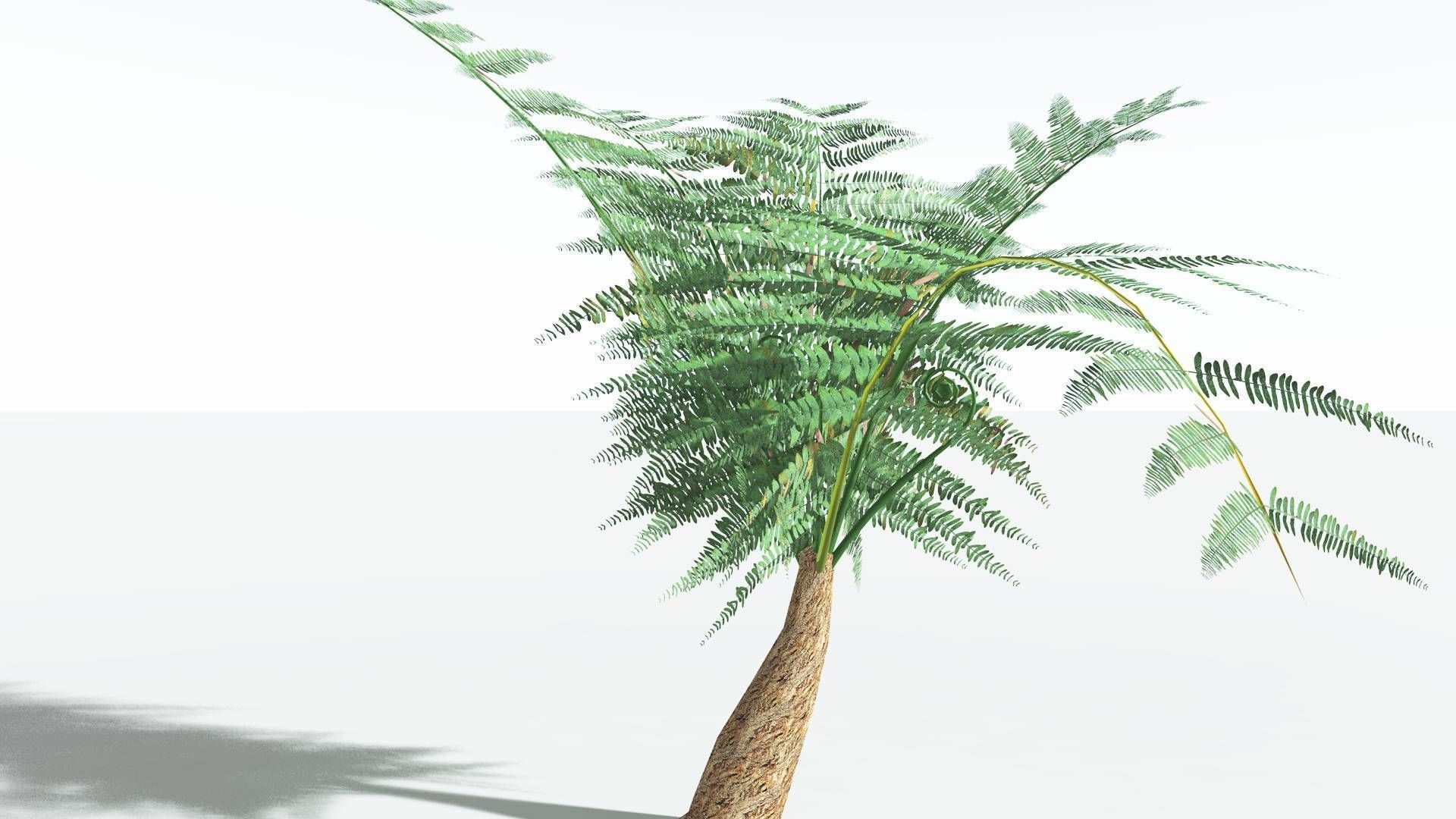 EVERYPlant Psaronius Tree Fern LowPoly 3 --12 Models-- Low-poly 3D model_19