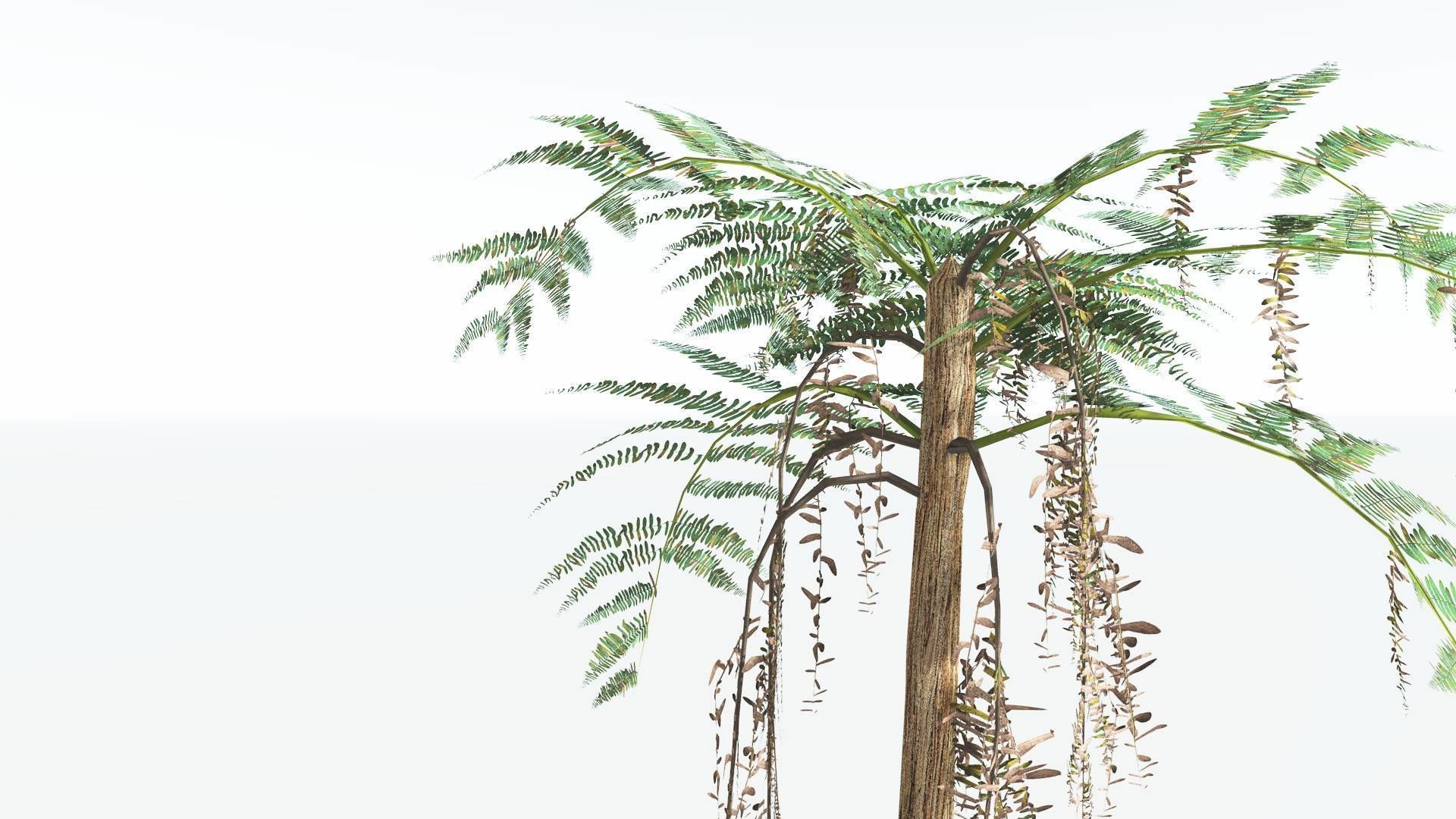 EVERYPlant Psaronius Tree Fern LowPoly 3 --12 Models-- Low-poly 3D model_9