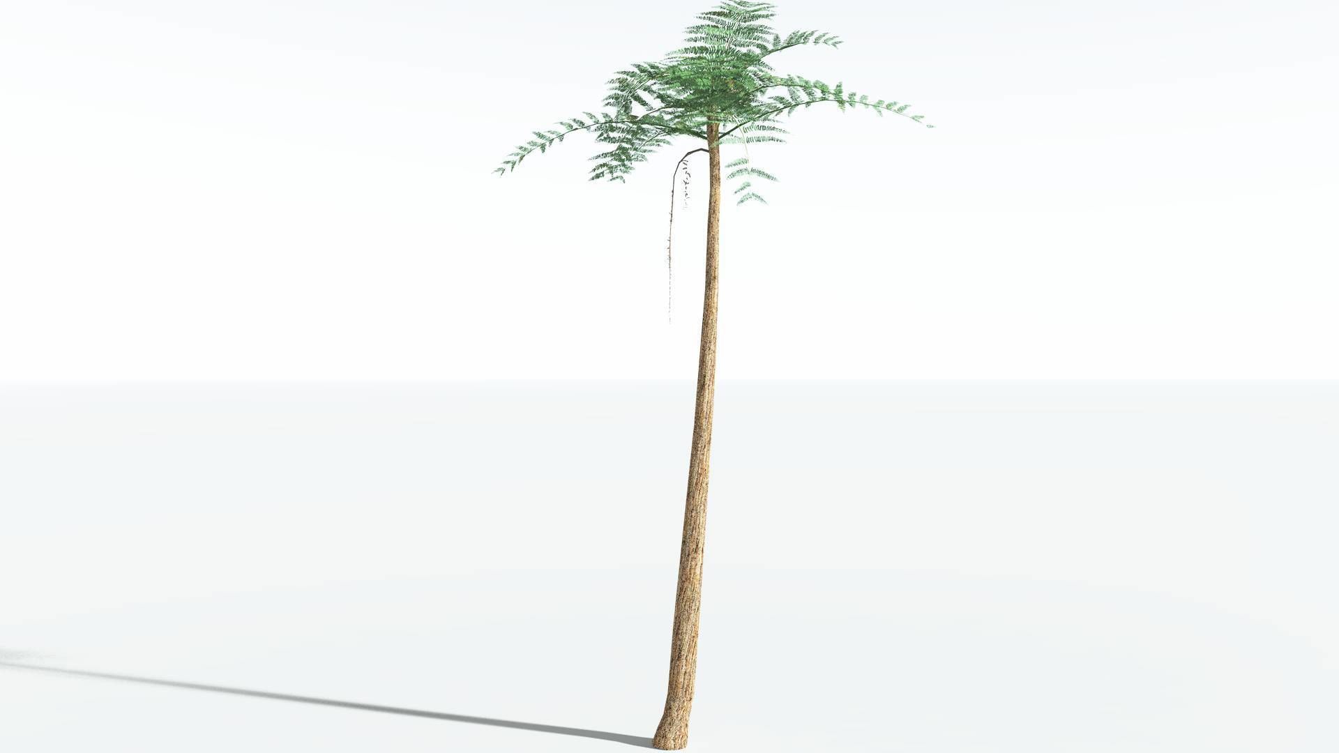 EVERYPlant Psaronius Tree Fern LowPoly 3 --12 Models-- Low-poly 3D model_14