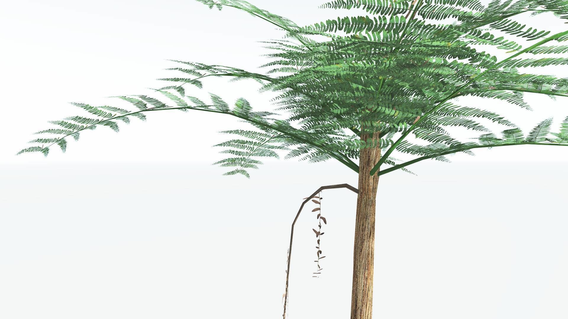 EVERYPlant Psaronius Tree Fern LowPoly 3 --12 Models-- Low-poly 3D model_5