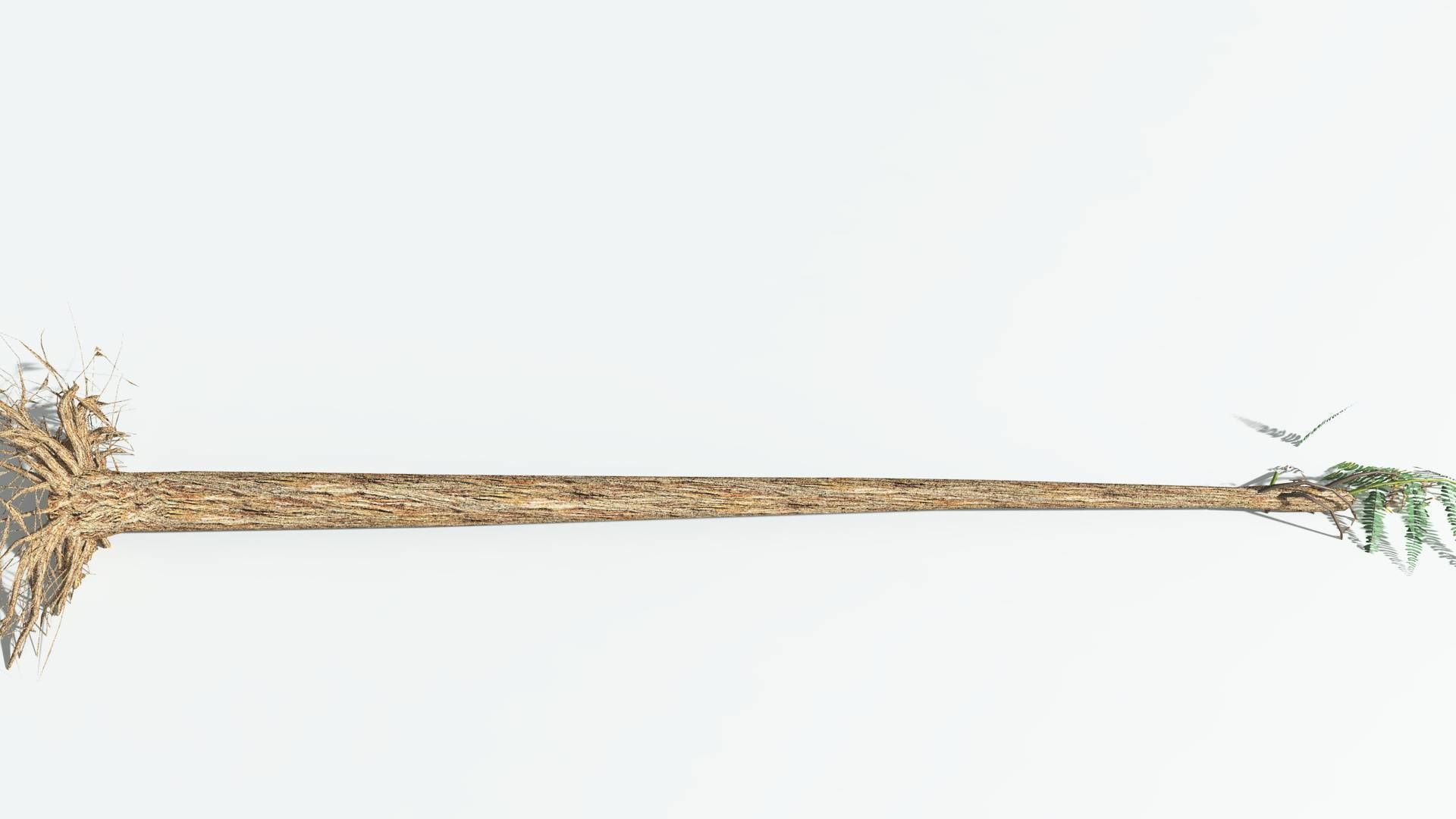 EVERYPlant Psaronius Tree Fern LowPoly 3 --12 Models-- Low-poly 3D model_13