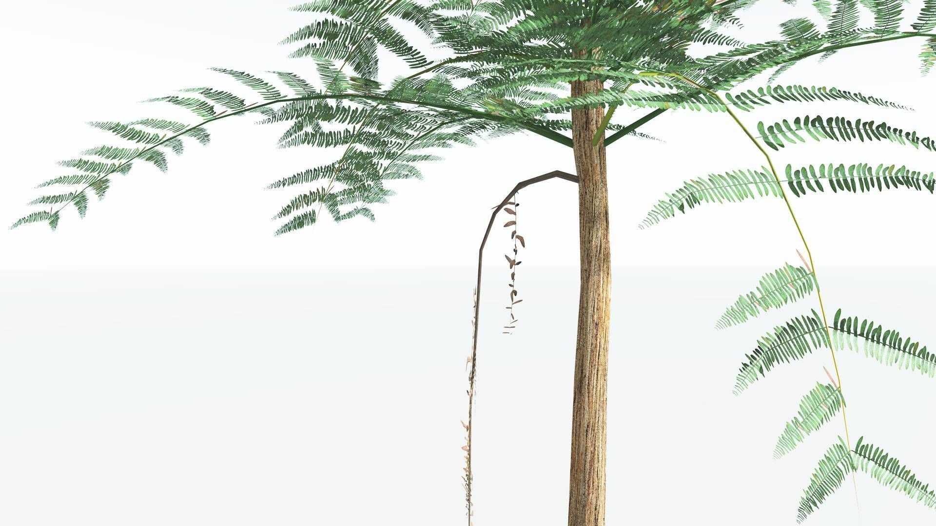 EVERYPlant Psaronius Tree Fern LowPoly 3 --12 Models-- Low-poly 3D model_15