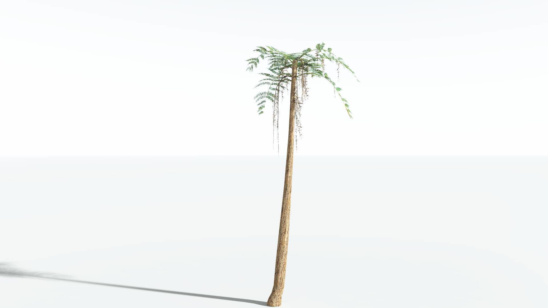 EVERYPlant Psaronius Tree Fern LowPoly 3 --12 Models-- Low-poly 3D model_8