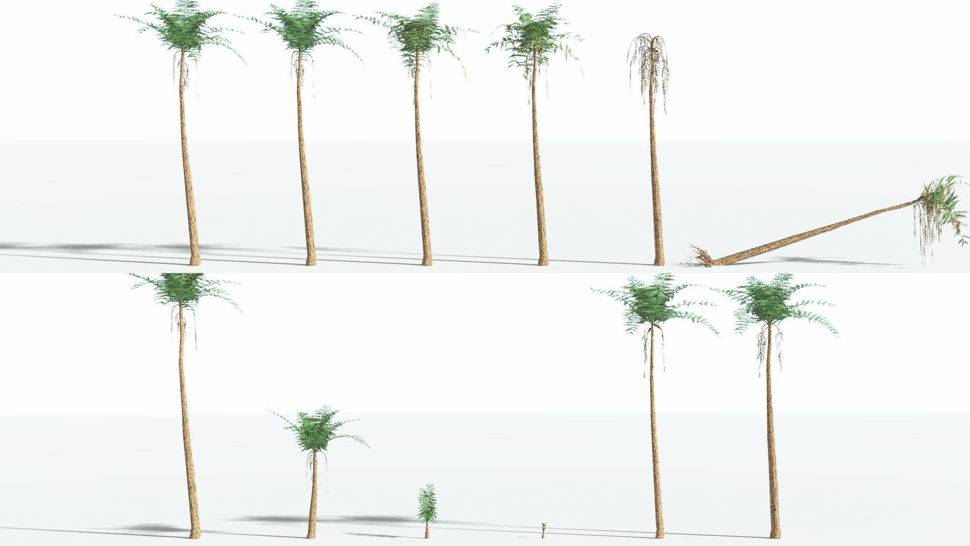 EVERYPlant Psaronius Tree Fern LowPoly 4 --12 Models-- Low-poly 3D model_1