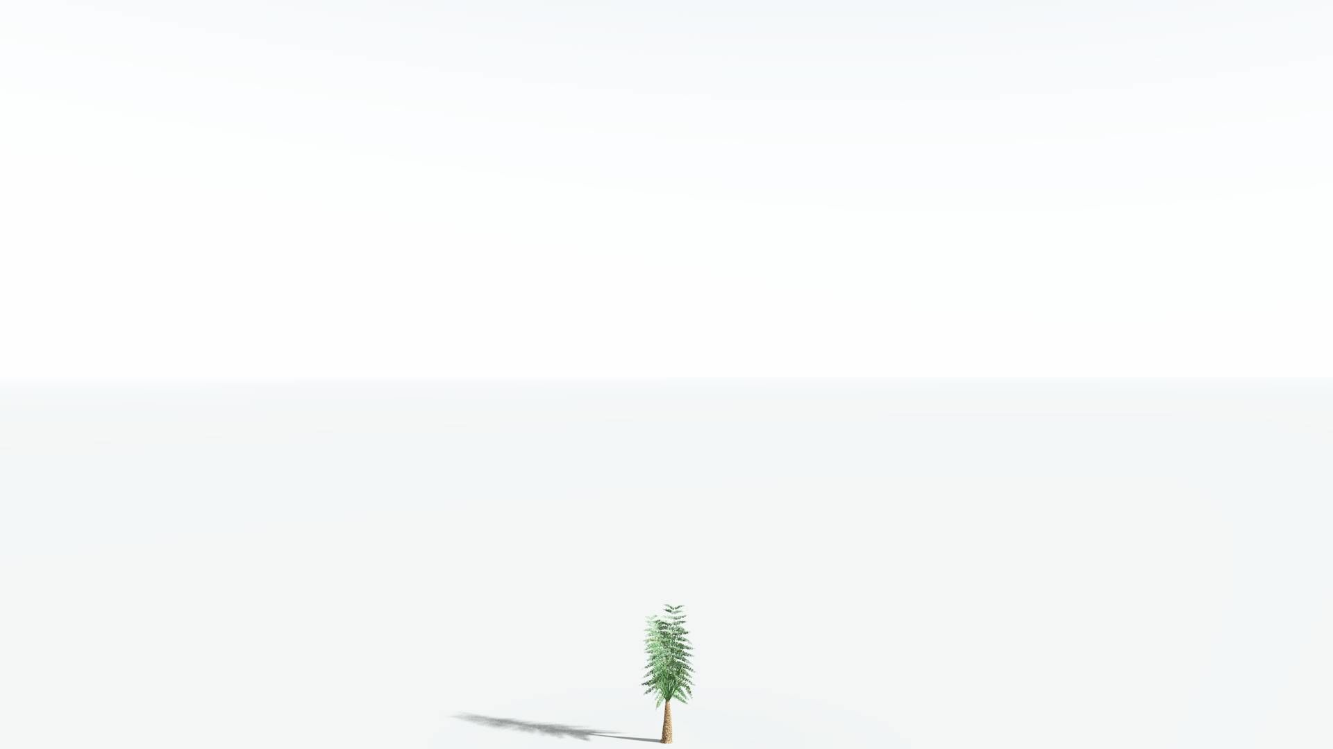 EVERYPlant Psaronius Tree Fern LowPoly 4 --12 Models-- Low-poly 3D model_18