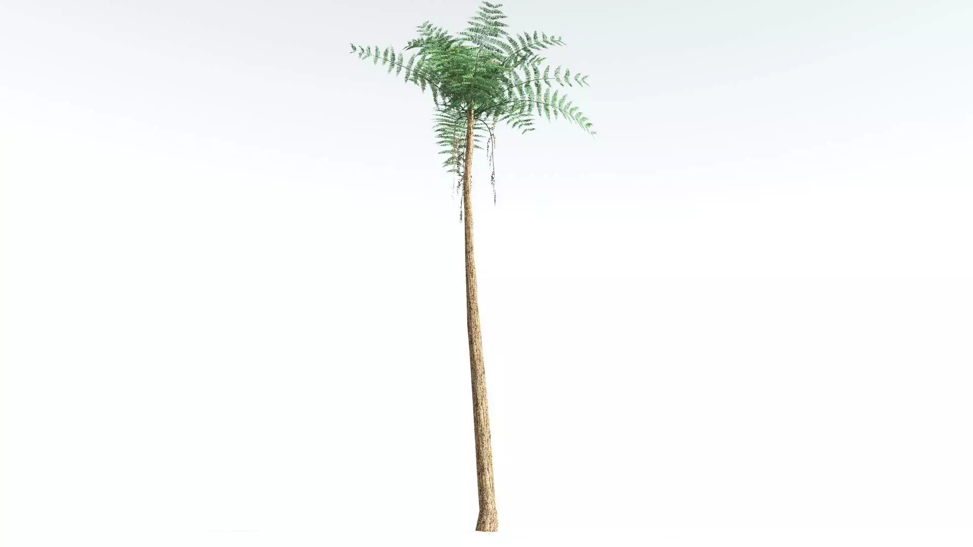 EVERYPlant Psaronius Tree Fern LowPoly 4 --12 Models-- Low-poly 3D model_0