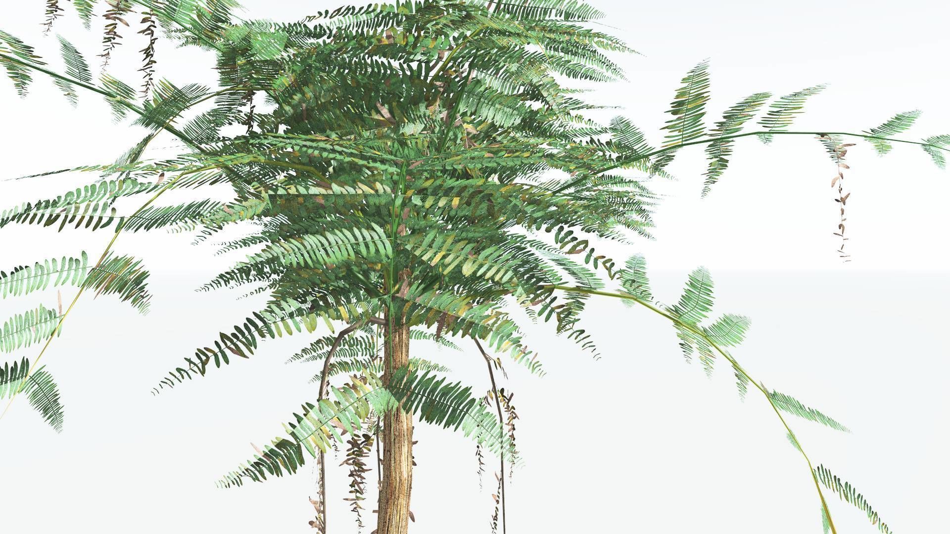EVERYPlant Psaronius Tree Fern LowPoly 4 --12 Models-- Low-poly 3D model_7