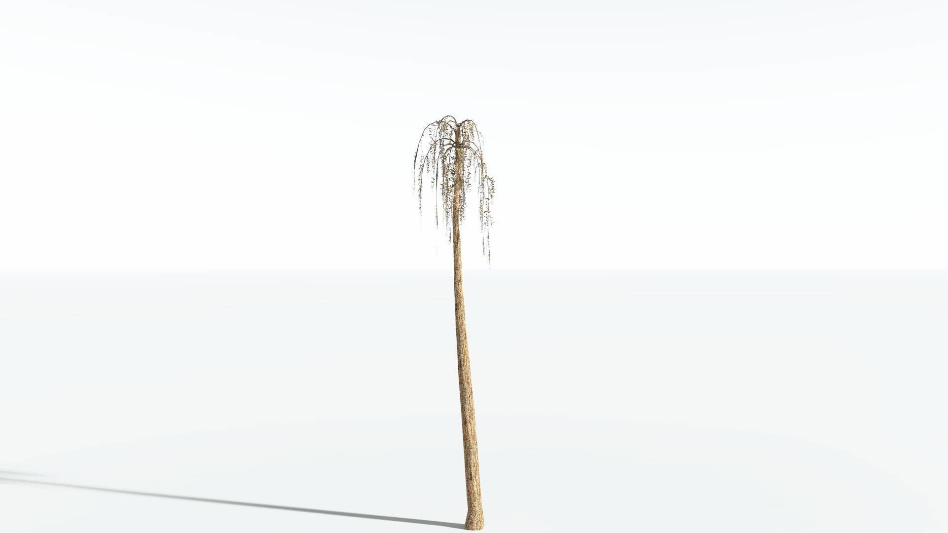 EVERYPlant Psaronius Tree Fern LowPoly 4 --12 Models-- Low-poly 3D model_10