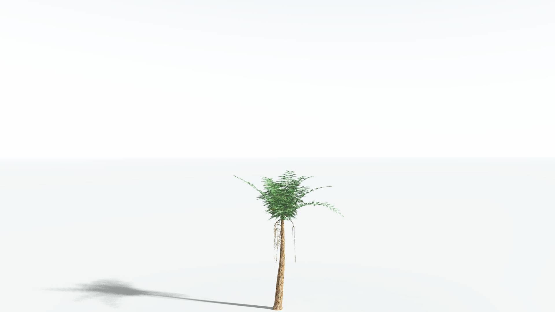 EVERYPlant Psaronius Tree Fern LowPoly 4 --12 Models-- Low-poly 3D model_16