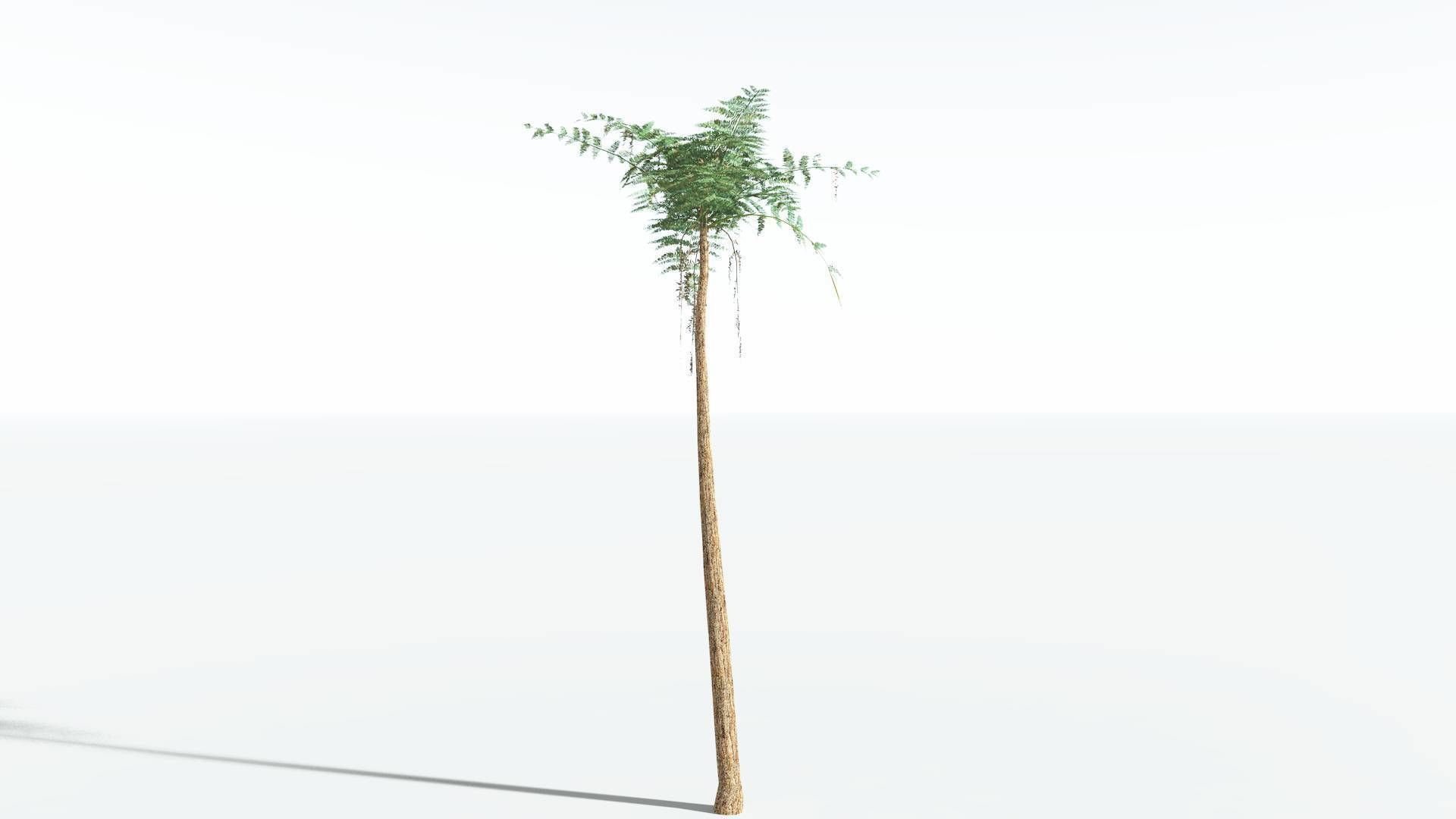 EVERYPlant Psaronius Tree Fern LowPoly 4 --12 Models-- Low-poly 3D model_6