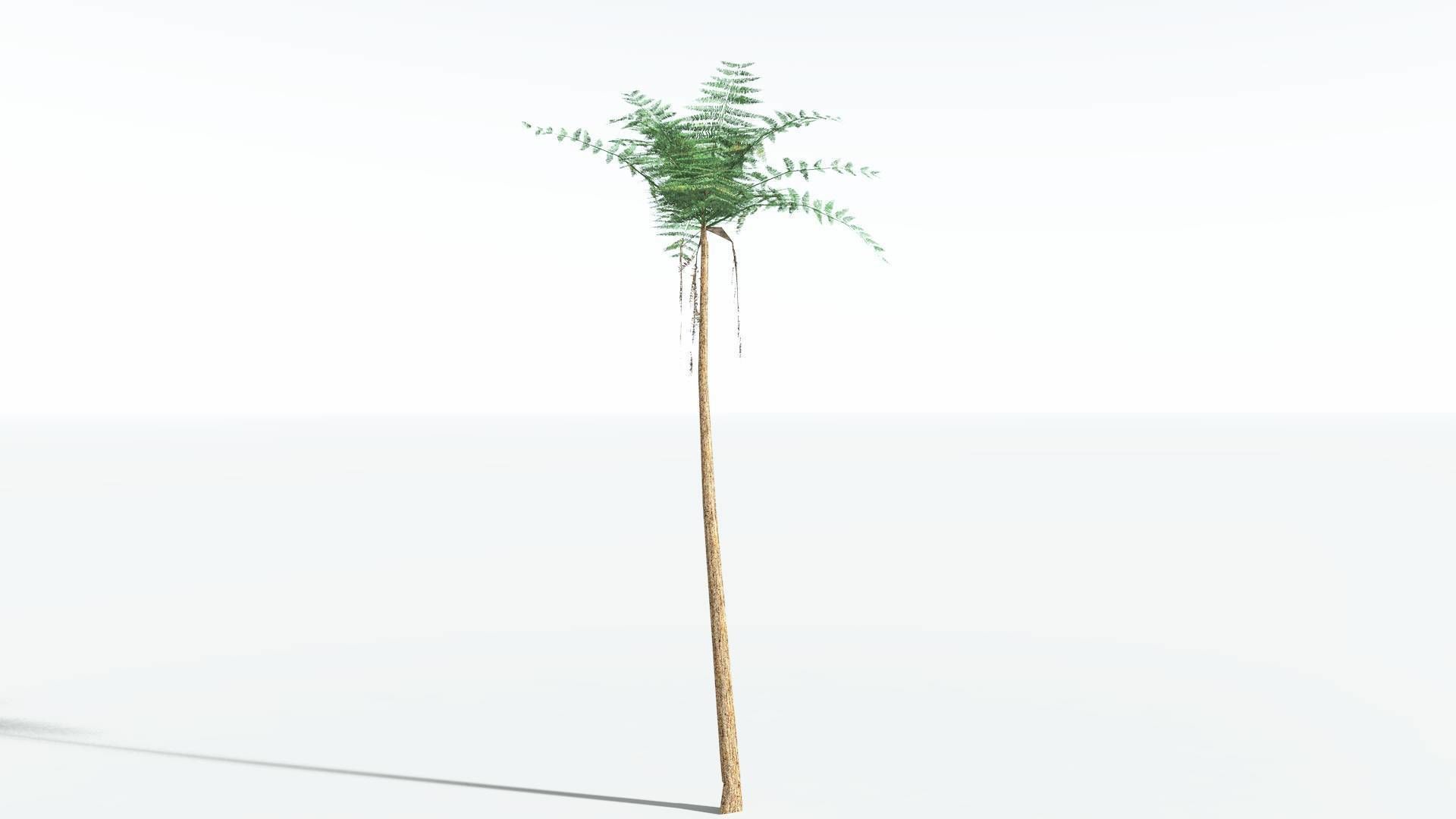 EVERYPlant Psaronius Tree Fern LowPoly 4 --12 Models-- Low-poly 3D model_22