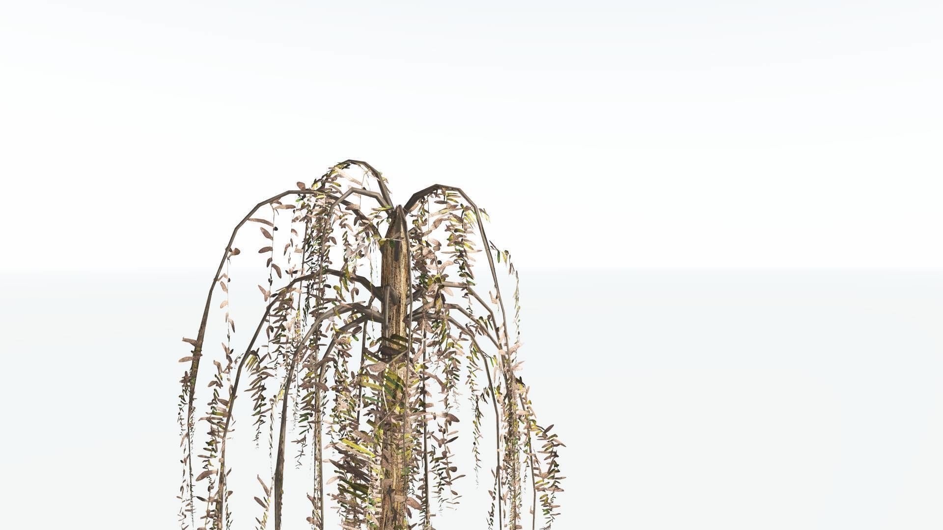 EVERYPlant Psaronius Tree Fern LowPoly 4 --12 Models-- Low-poly 3D model_11