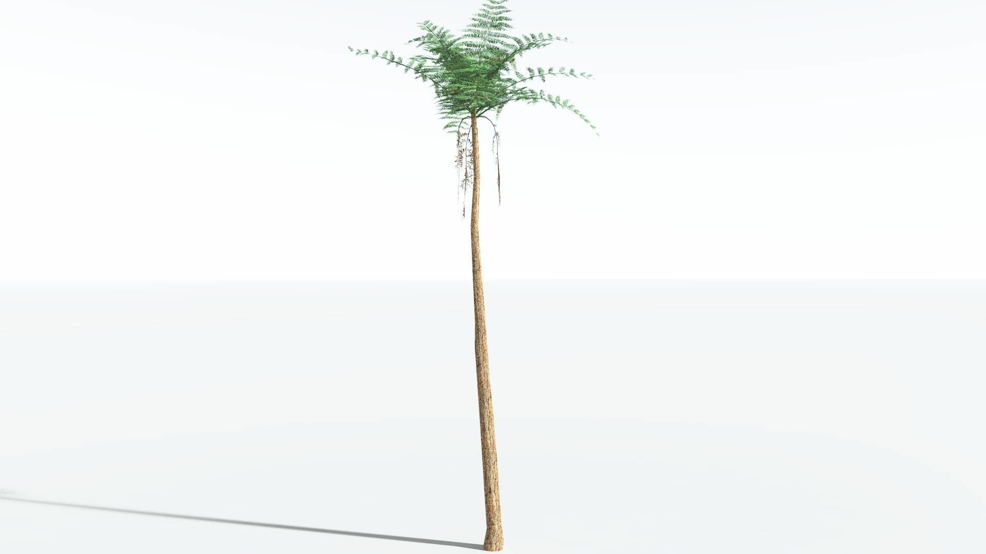 EVERYPlant Psaronius Tree Fern LowPoly 4 --12 Models-- Low-poly 3D model_14