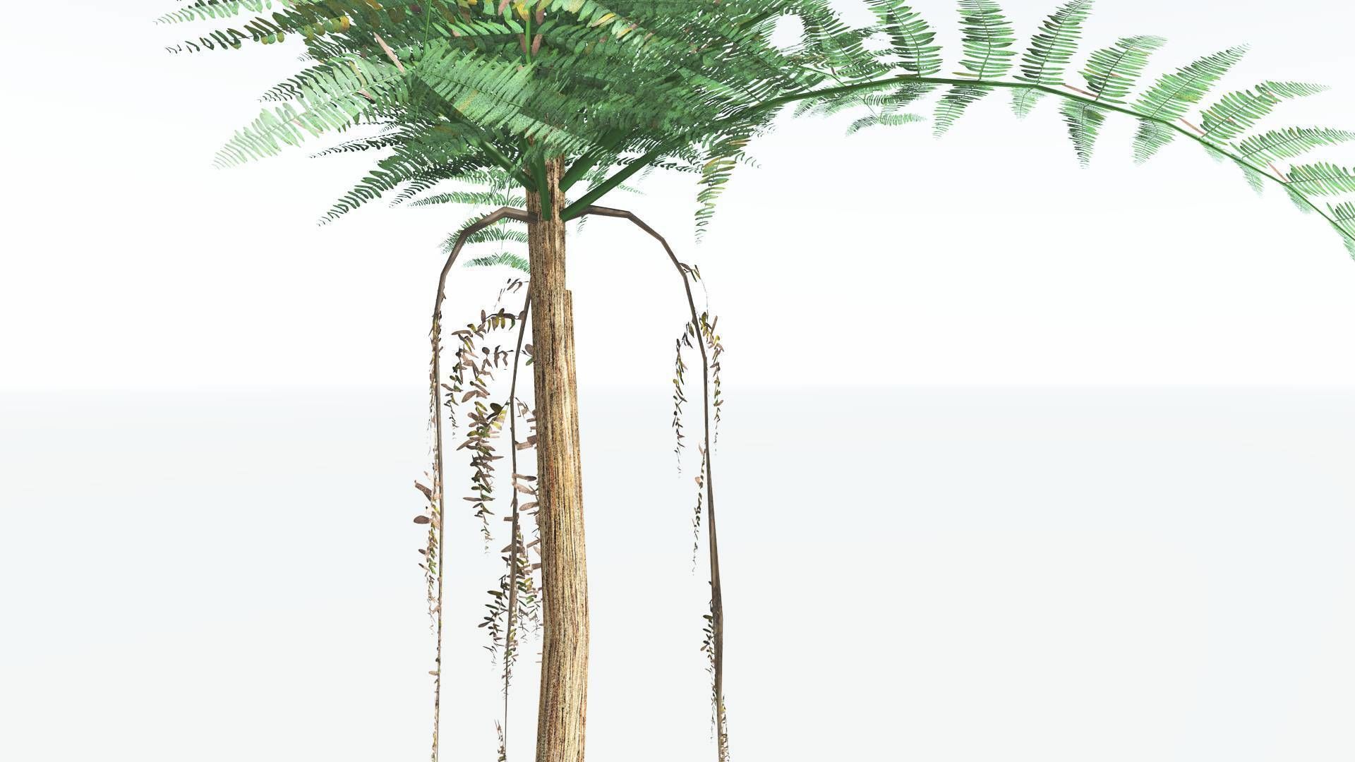 EVERYPlant Psaronius Tree Fern LowPoly 4 --12 Models-- Low-poly 3D model_15