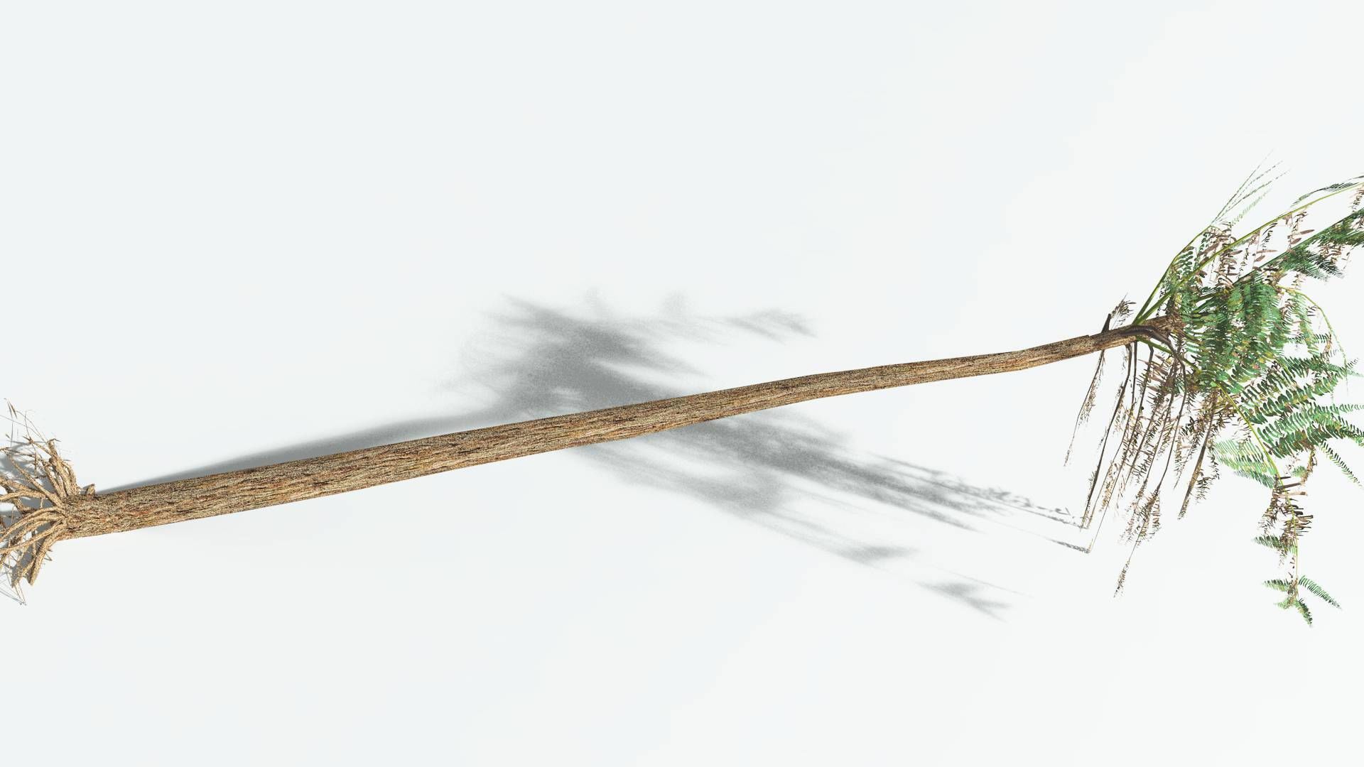 EVERYPlant Psaronius Tree Fern LowPoly 4 --12 Models-- Low-poly 3D model_13