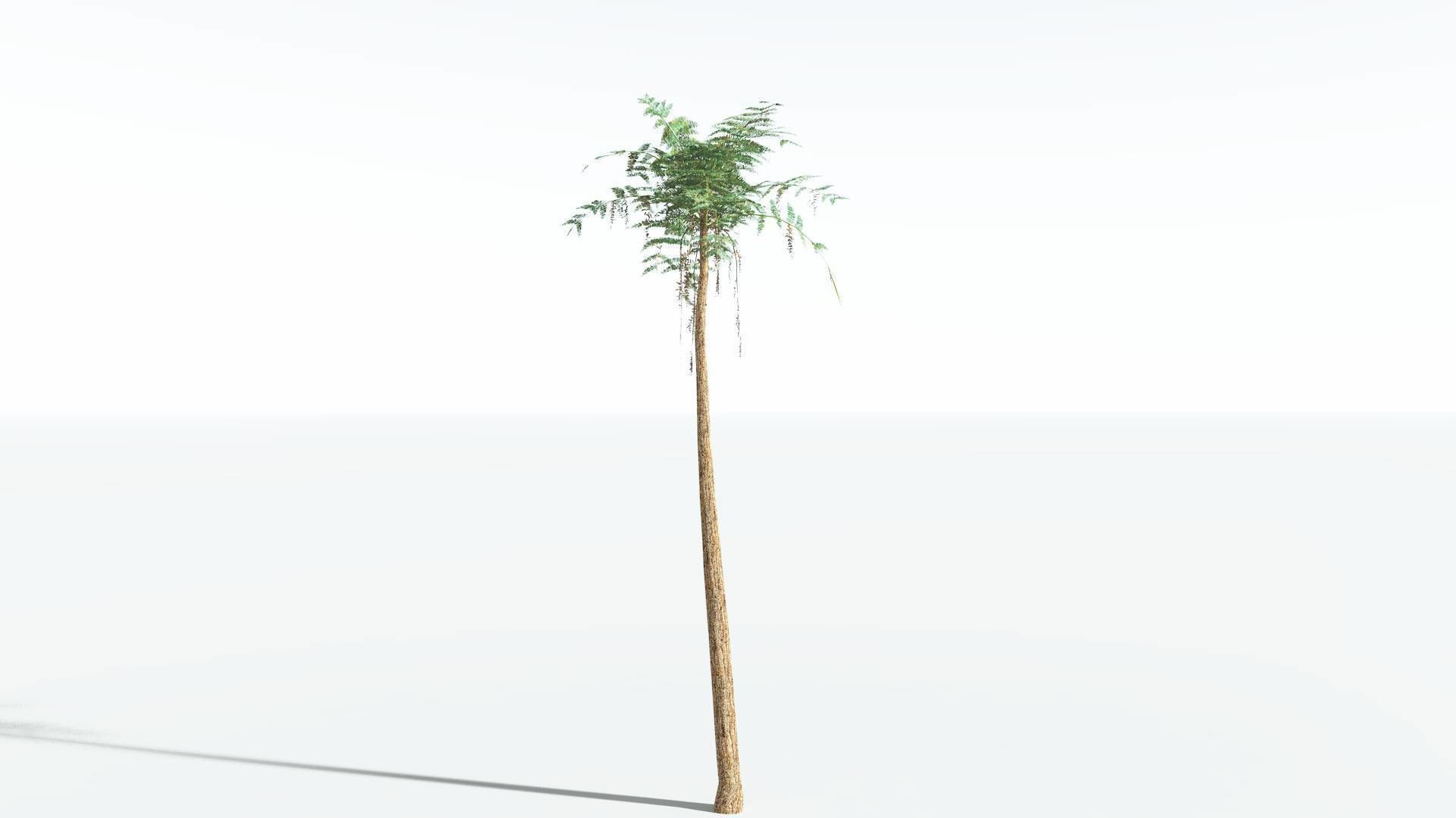 EVERYPlant Psaronius Tree Fern LowPoly 4 --12 Models-- Low-poly 3D model_8