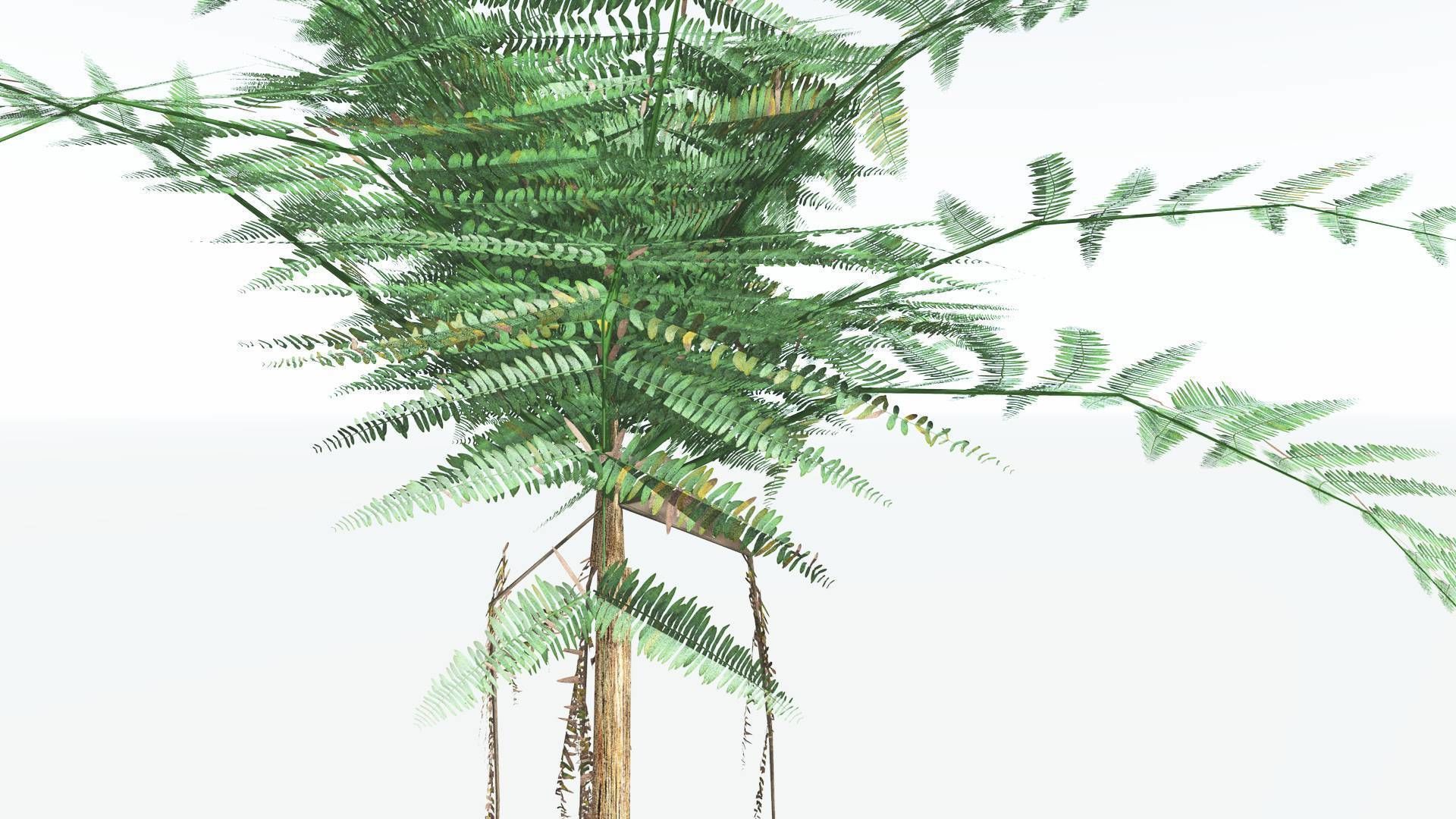 EVERYPlant Psaronius Tree Fern LowPoly 4 --12 Models-- Low-poly 3D model_23