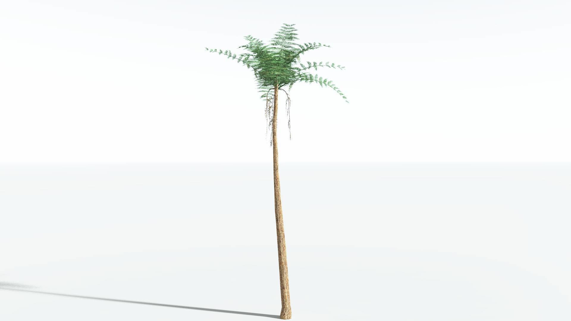 EVERYPlant Psaronius Tree Fern LowPoly 4 --12 Models-- Low-poly 3D model_24