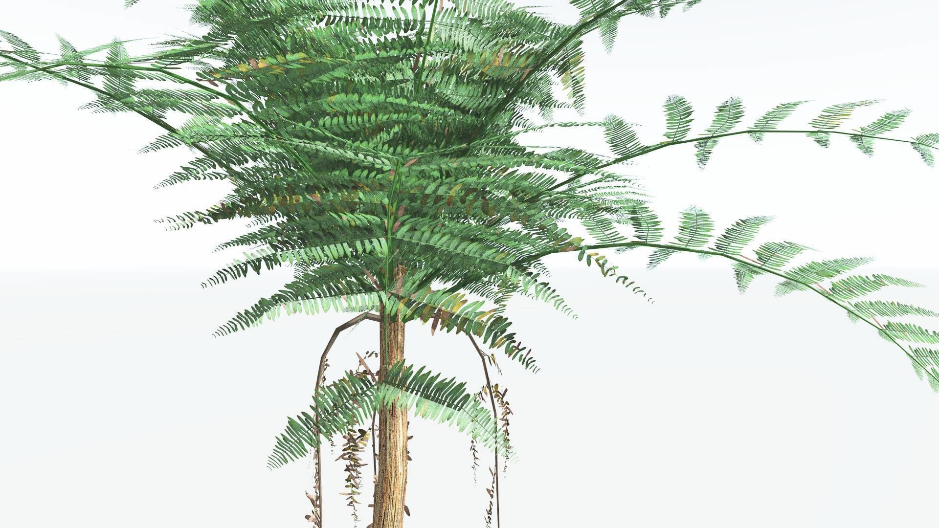 EVERYPlant Psaronius Tree Fern LowPoly 4 --12 Models-- Low-poly 3D model_3