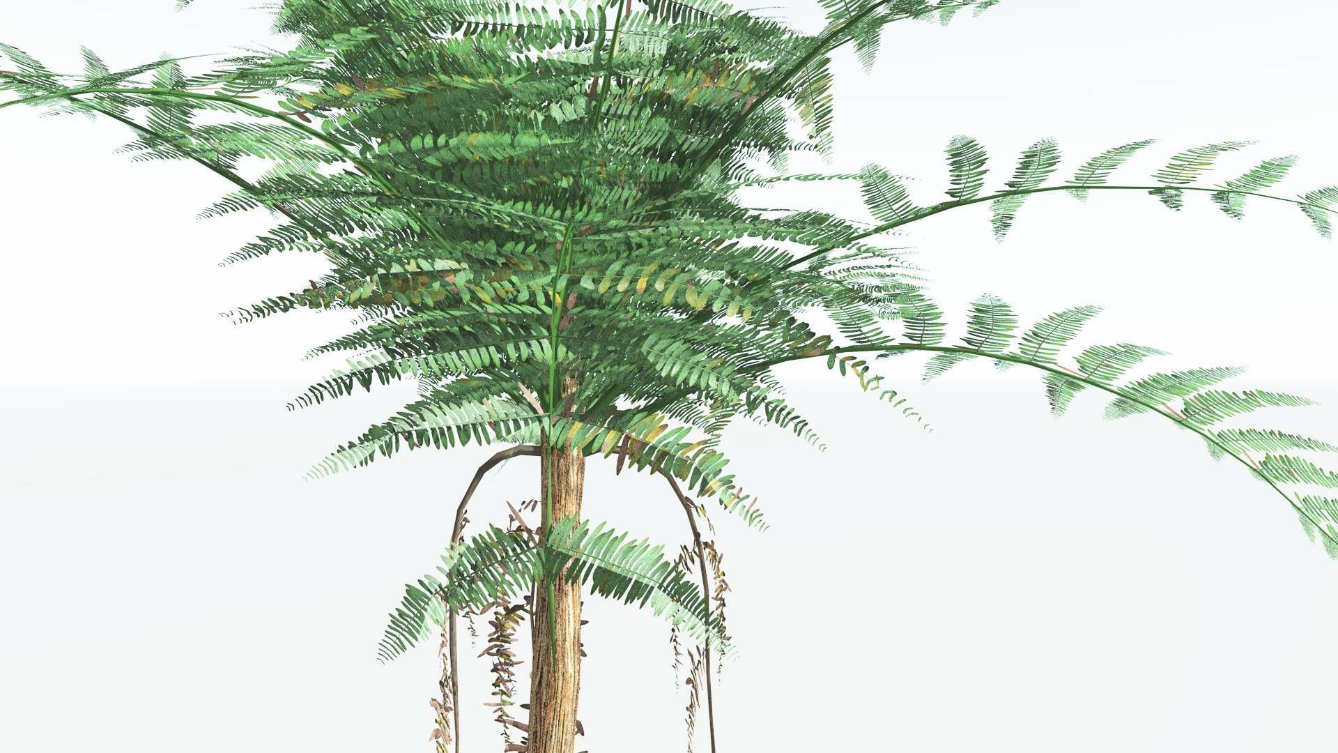 EVERYPlant Psaronius Tree Fern LowPoly 4 --12 Models-- Low-poly 3D model_25
