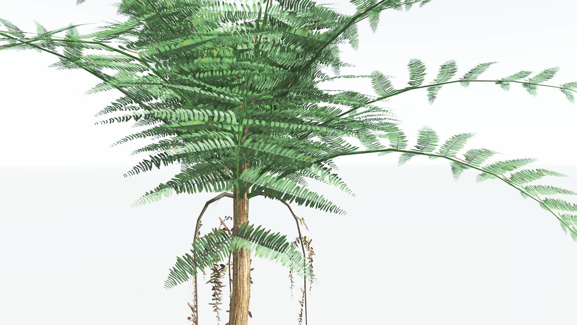 EVERYPlant Psaronius Tree Fern LowPoly 4 --12 Models-- Low-poly 3D model_5