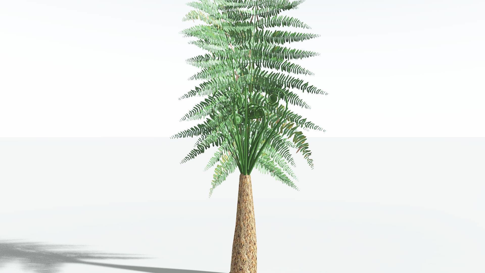 EVERYPlant Psaronius Tree Fern LowPoly 4 --12 Models-- Low-poly 3D model_19