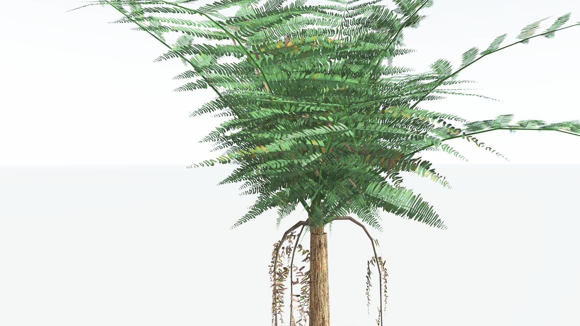 EVERYPlant Psaronius Tree Fern LowPoly 4 --12 Models-- Low-poly 3D model_17