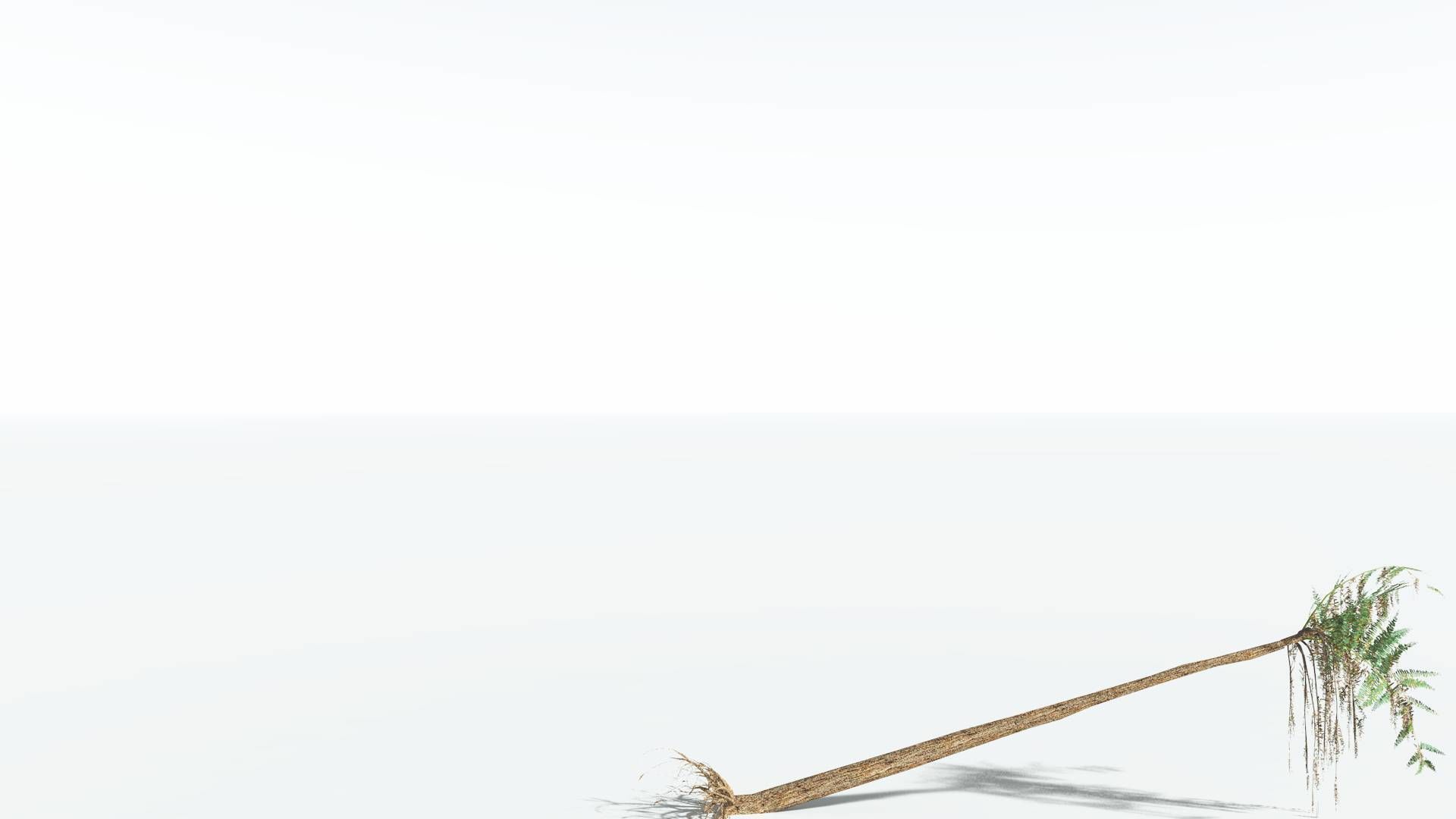 EVERYPlant Psaronius Tree Fern LowPoly 4 --12 Models-- Low-poly 3D model_12