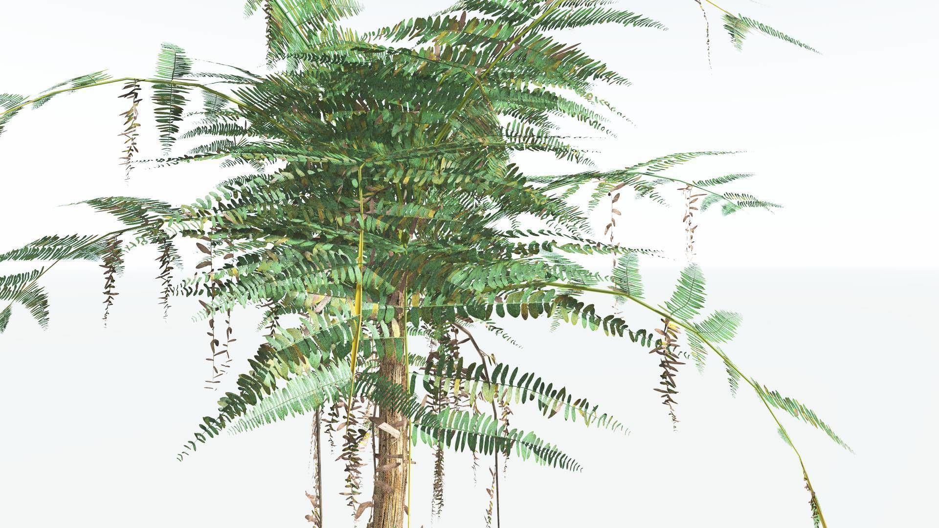 EVERYPlant Psaronius Tree Fern LowPoly 4 --12 Models-- Low-poly 3D model_9