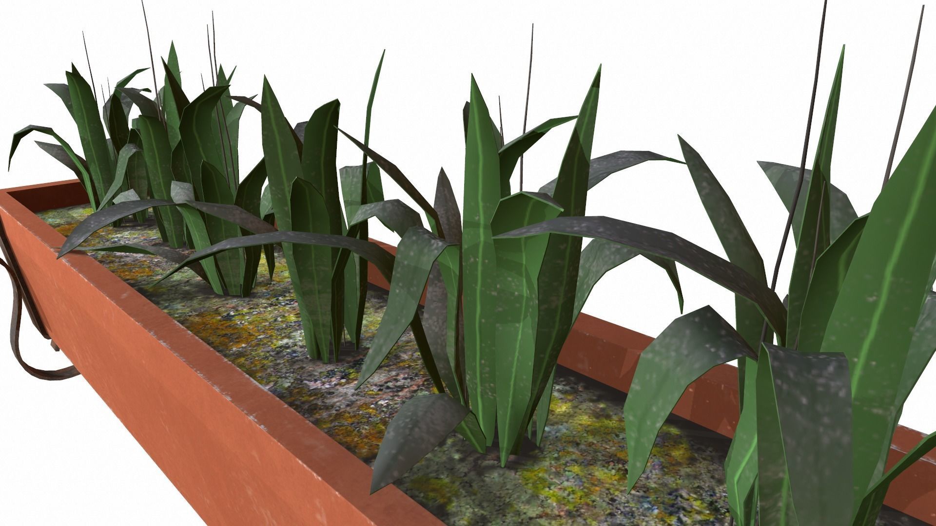 plants Low-poly 3D model_5