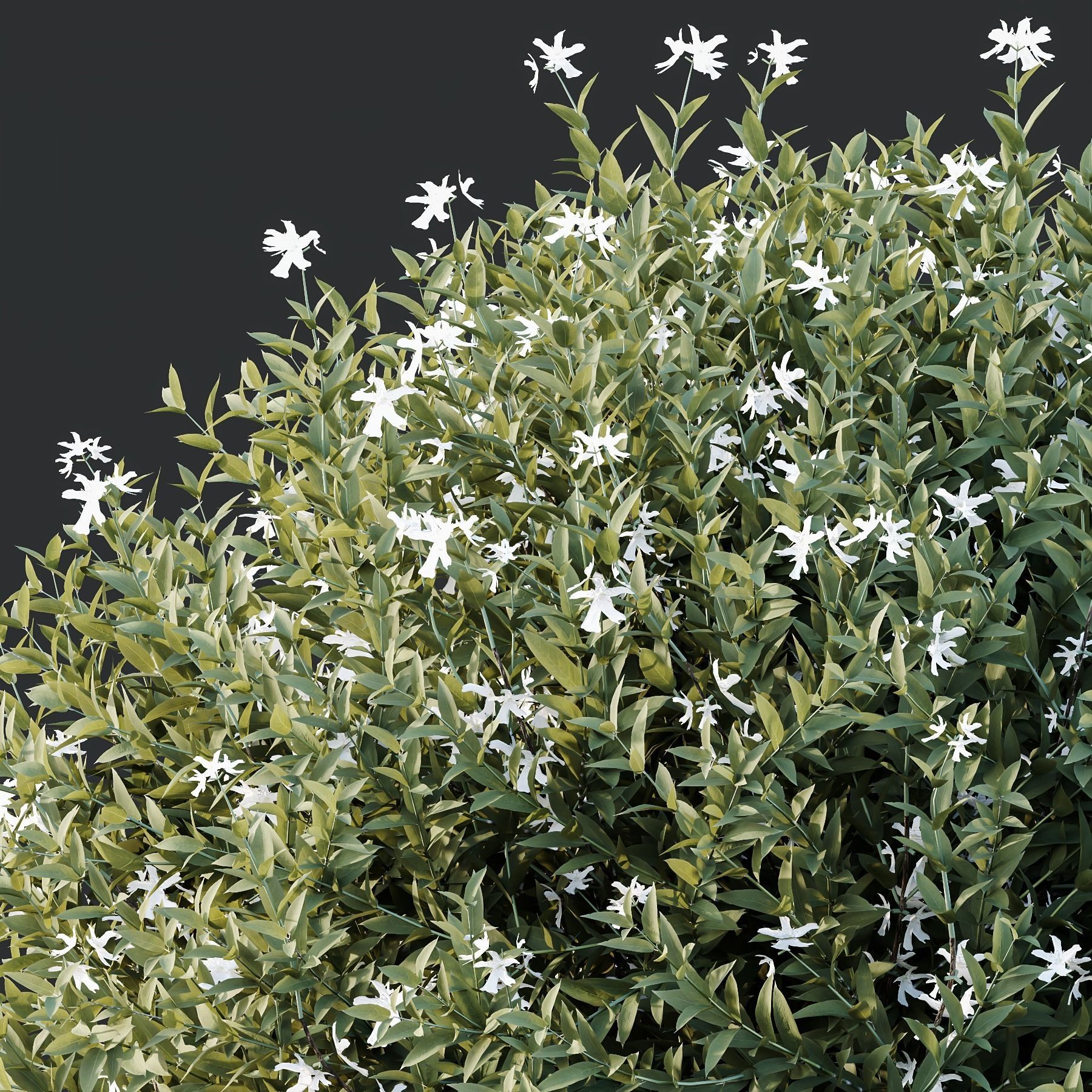 spring Flowering bush 3D model_2