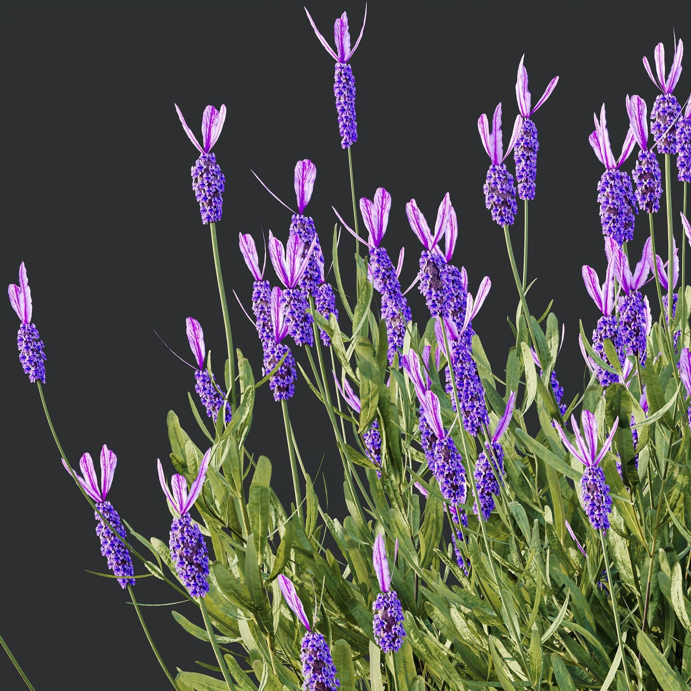 spring Flowering bush 3D model_4