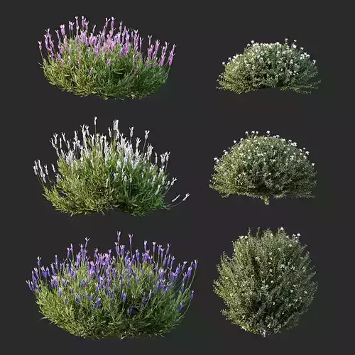 spring Flowering bush 3D model