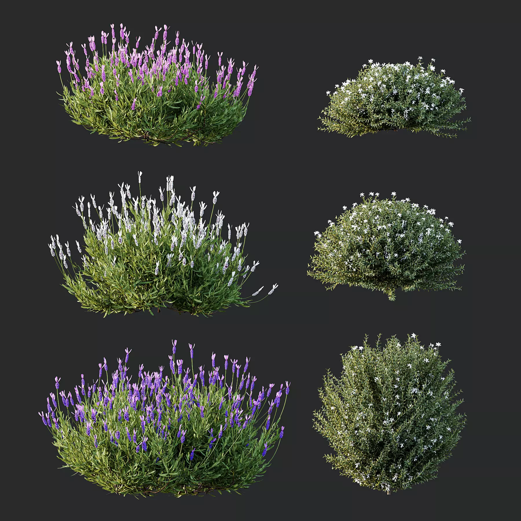 spring Flowering bush 3D model_0