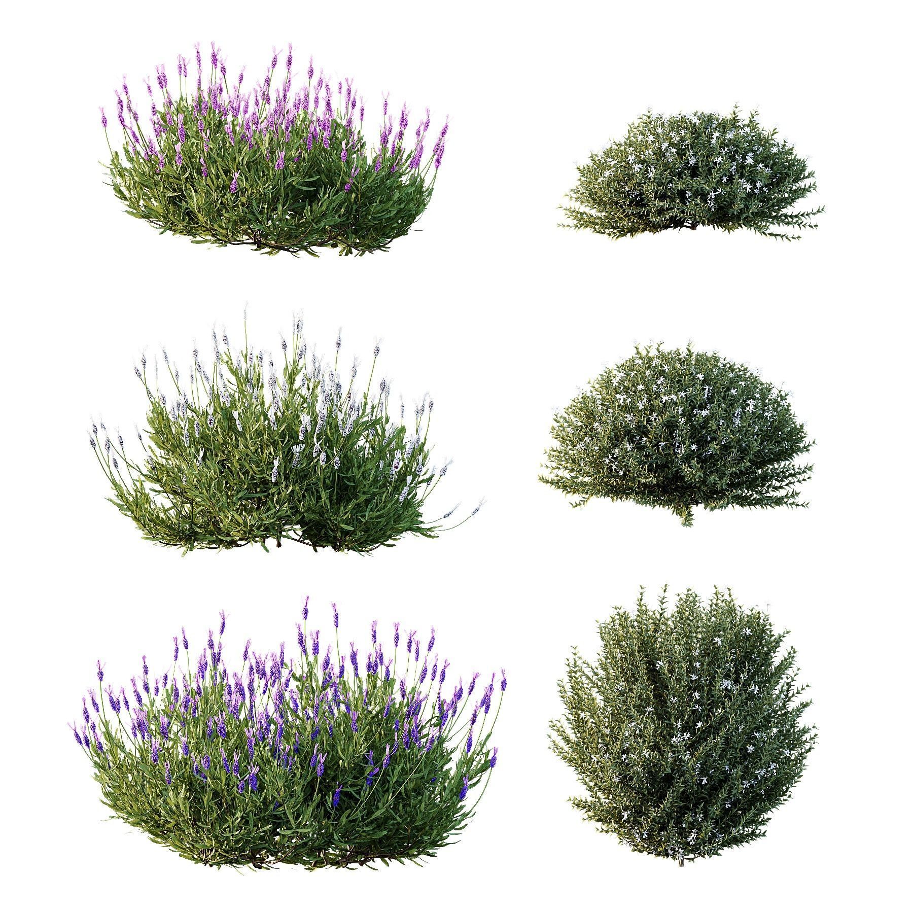spring Flowering bush 3D model_1