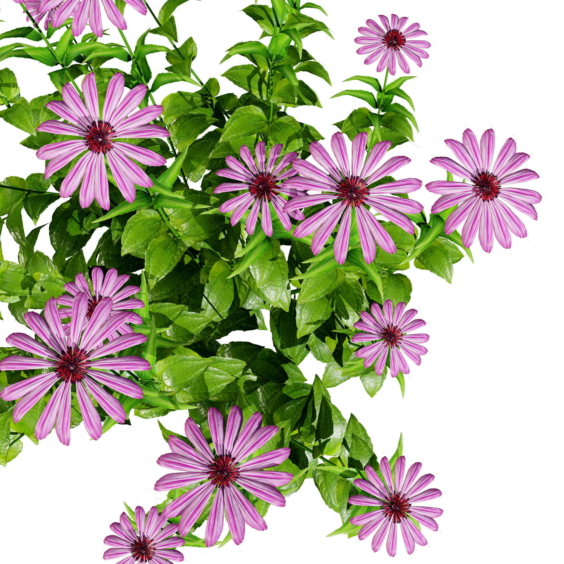 3d collection of Rubinstern and Coneflowers with free tutorial Low-poly 3D model_4