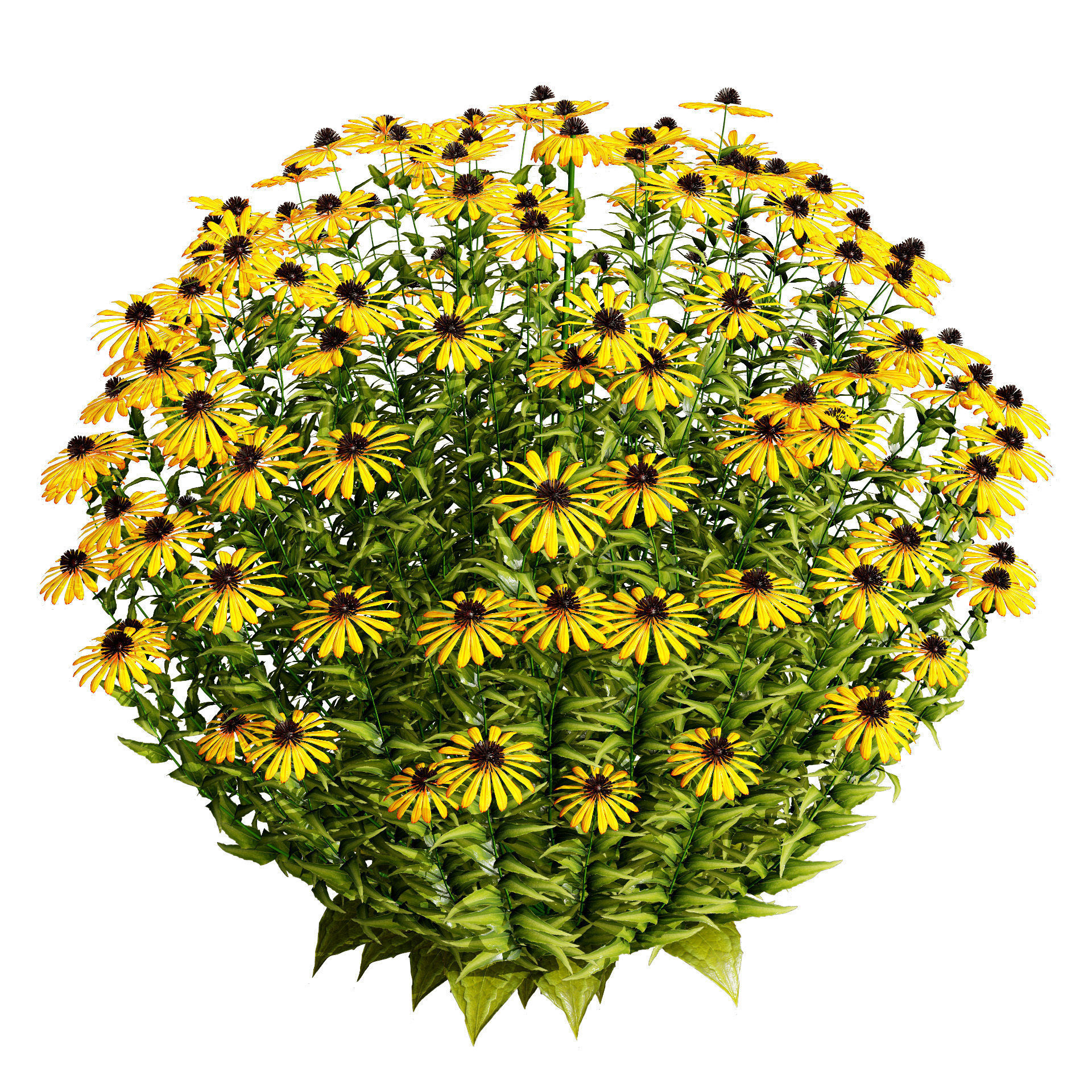3d collection of Rubinstern and Coneflowers with free tutorial Low-poly 3D model_9