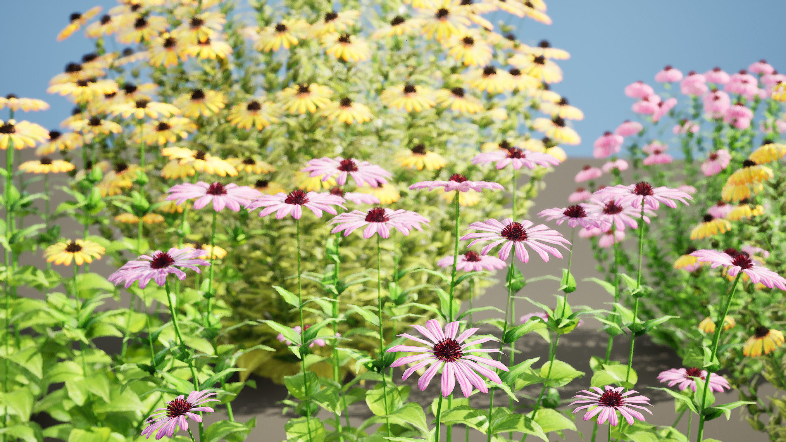 3d collection of Rubinstern and Coneflowers with free tutorial Low-poly 3D model_2