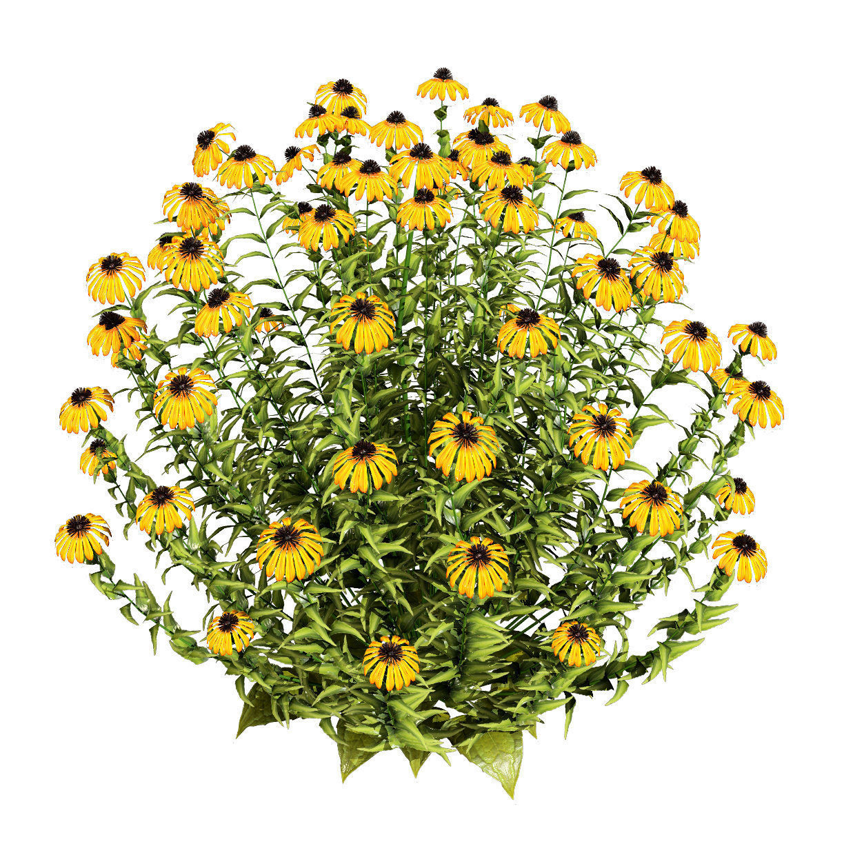 3d collection of Rubinstern and Coneflowers with free tutorial Low-poly 3D model_10