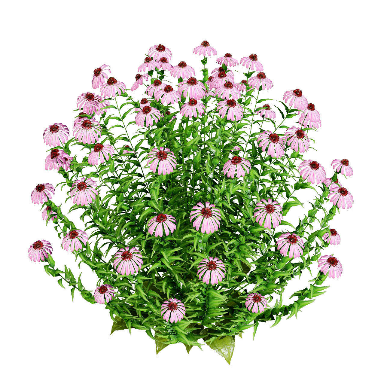 3d collection of Rubinstern and Coneflowers with free tutorial Low-poly 3D model_5
