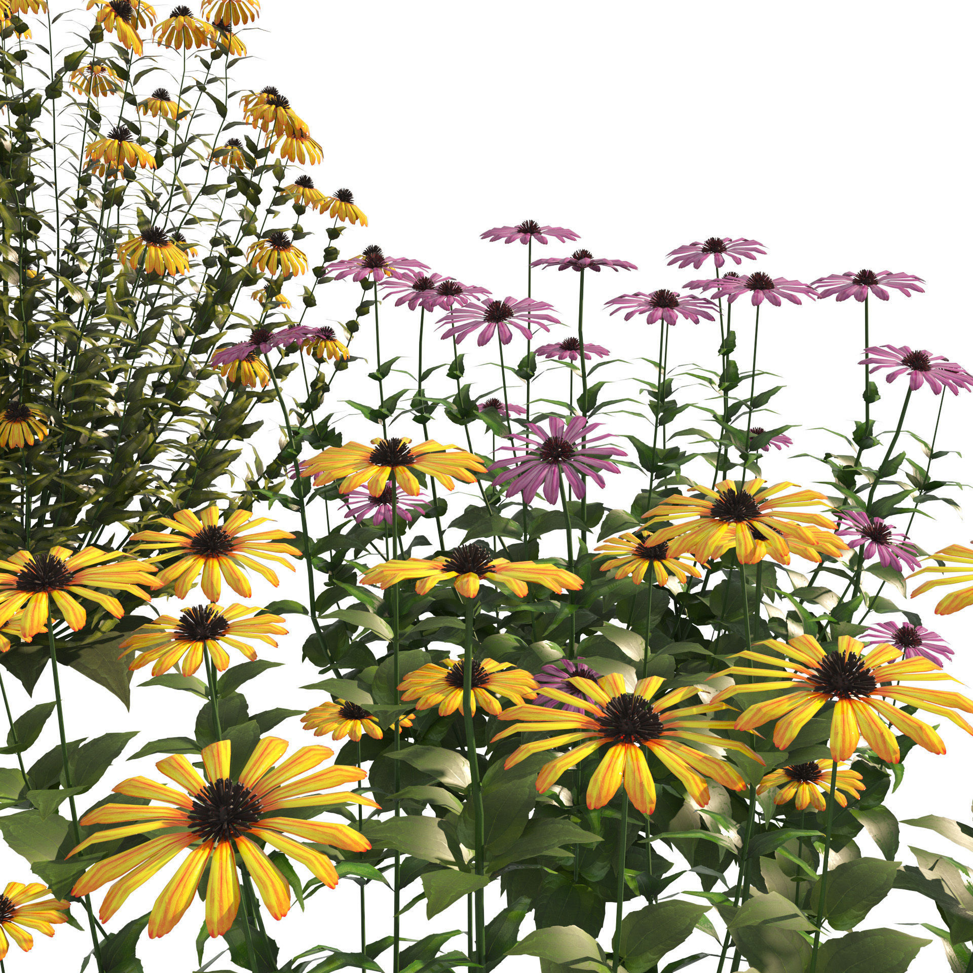 3d collection of Rubinstern and Coneflowers with free tutorial Low-poly 3D model_12