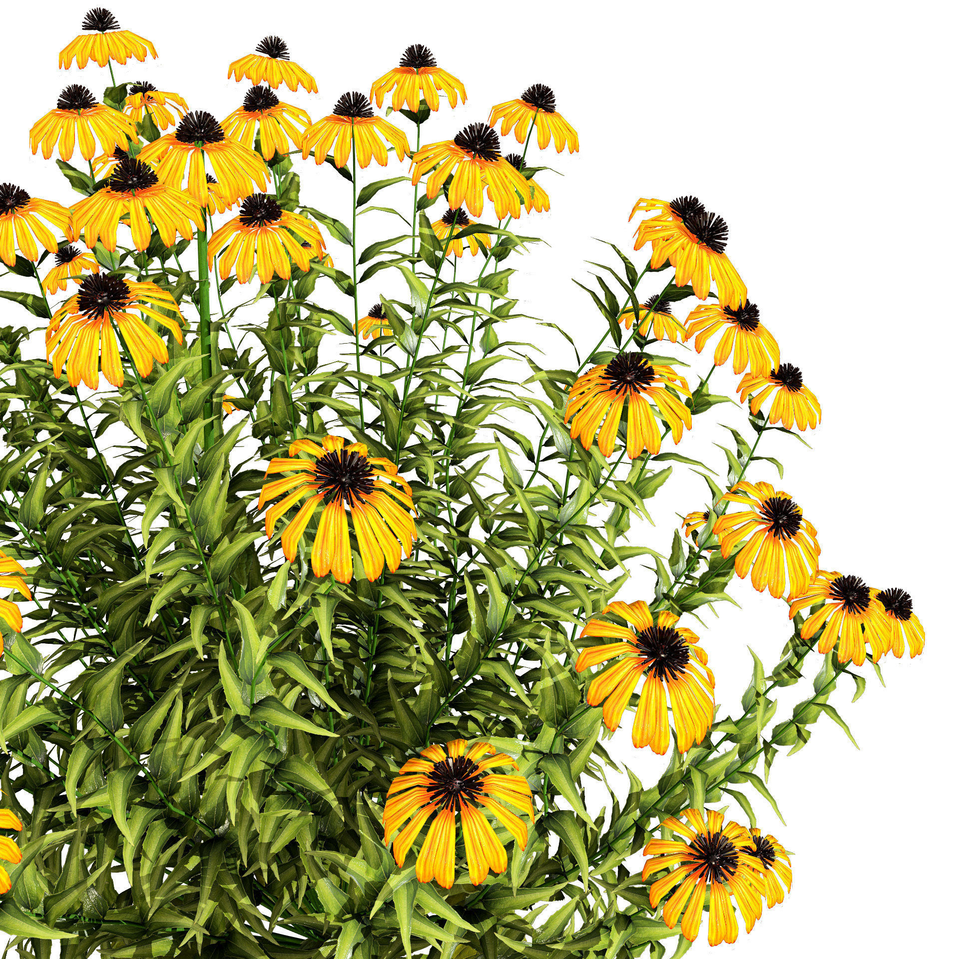 3d collection of Rubinstern and Coneflowers with free tutorial Low-poly 3D model_11